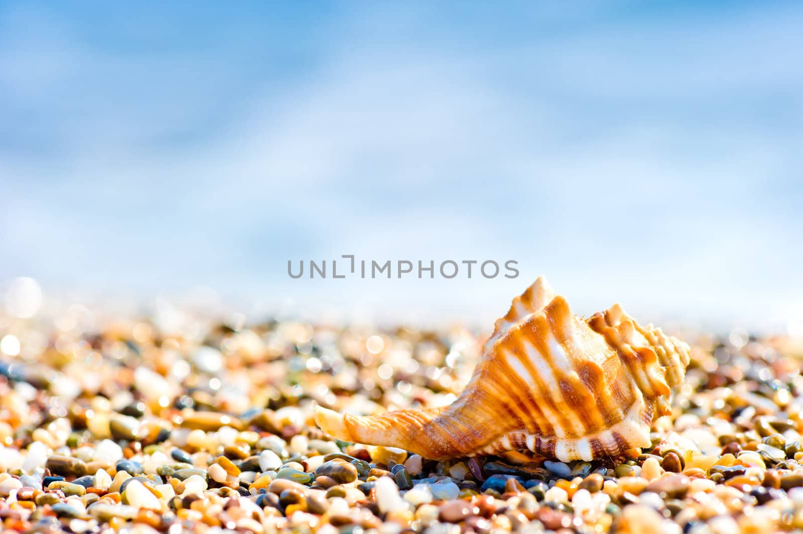 Seashell on sand and pebble beach by the sea.