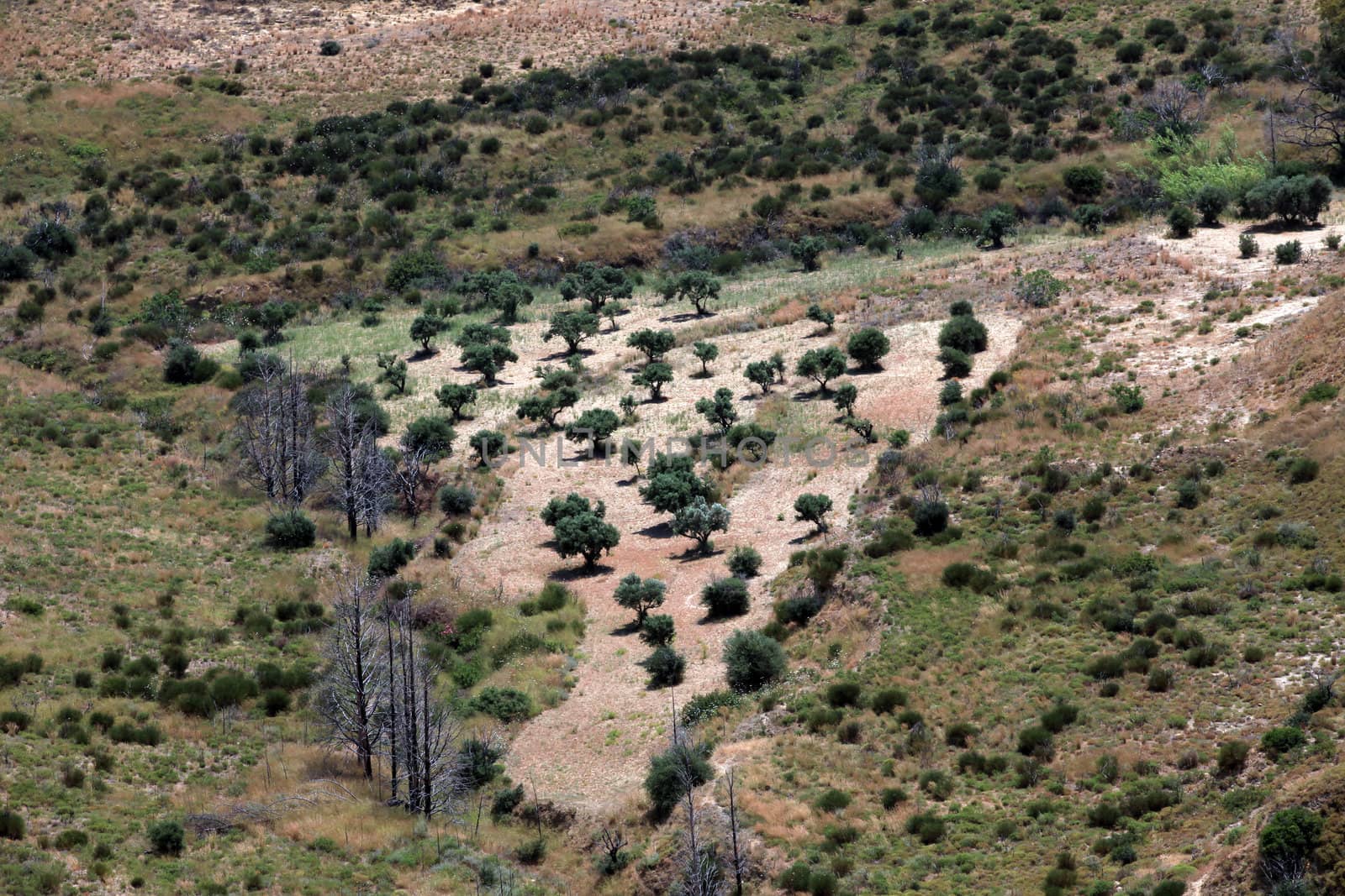 Olive groves around Kardamena as seen from the fortress Antimachia.  Kos island, Dodecanese