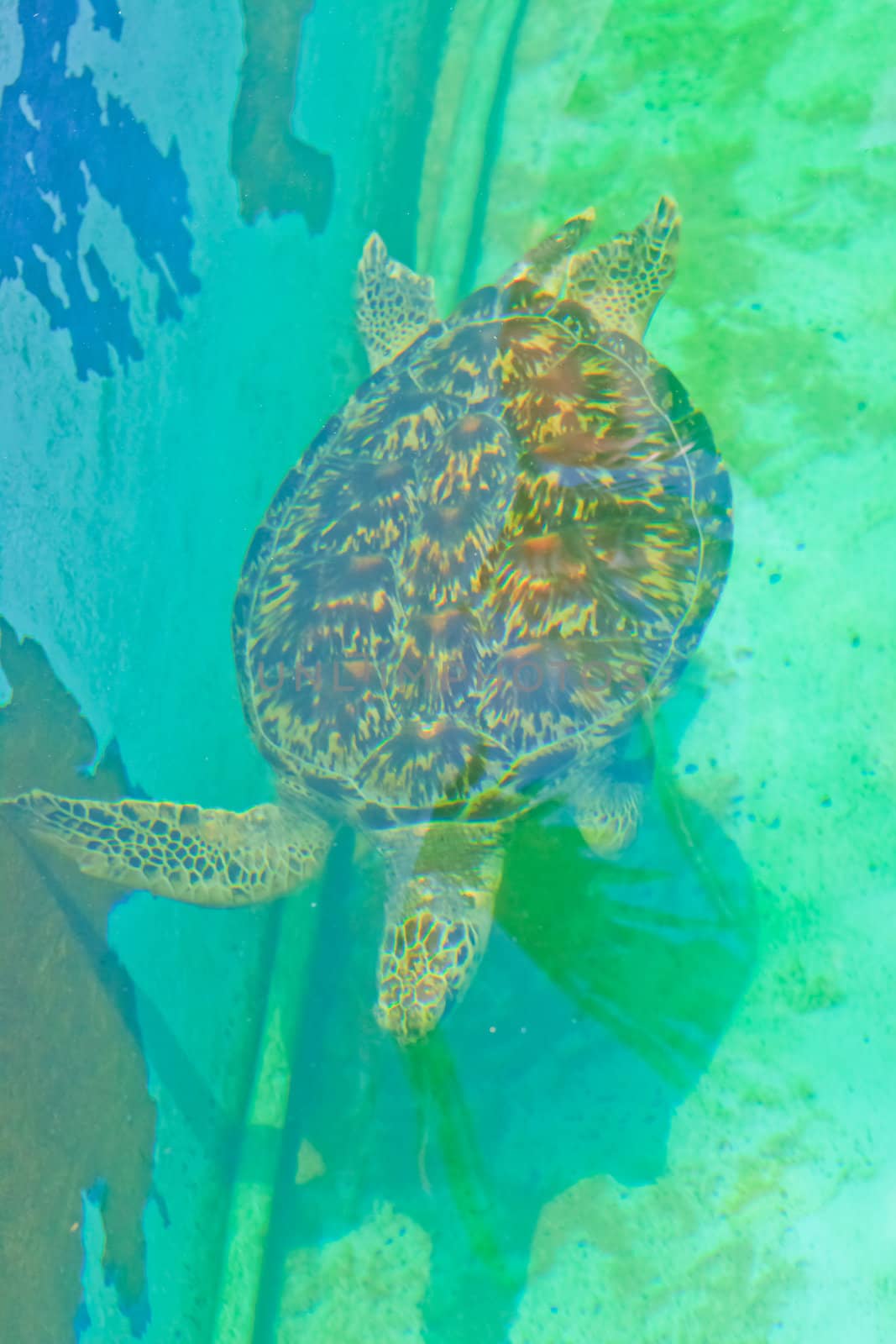  sea turtles in the aquarium of Rayong province,Thailand