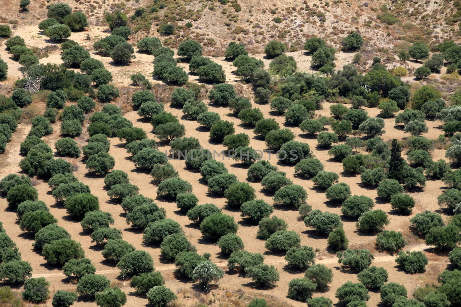 Olive groves around Kardamena as seen from the fortress Antimachia.  Kos island, Dodecanese