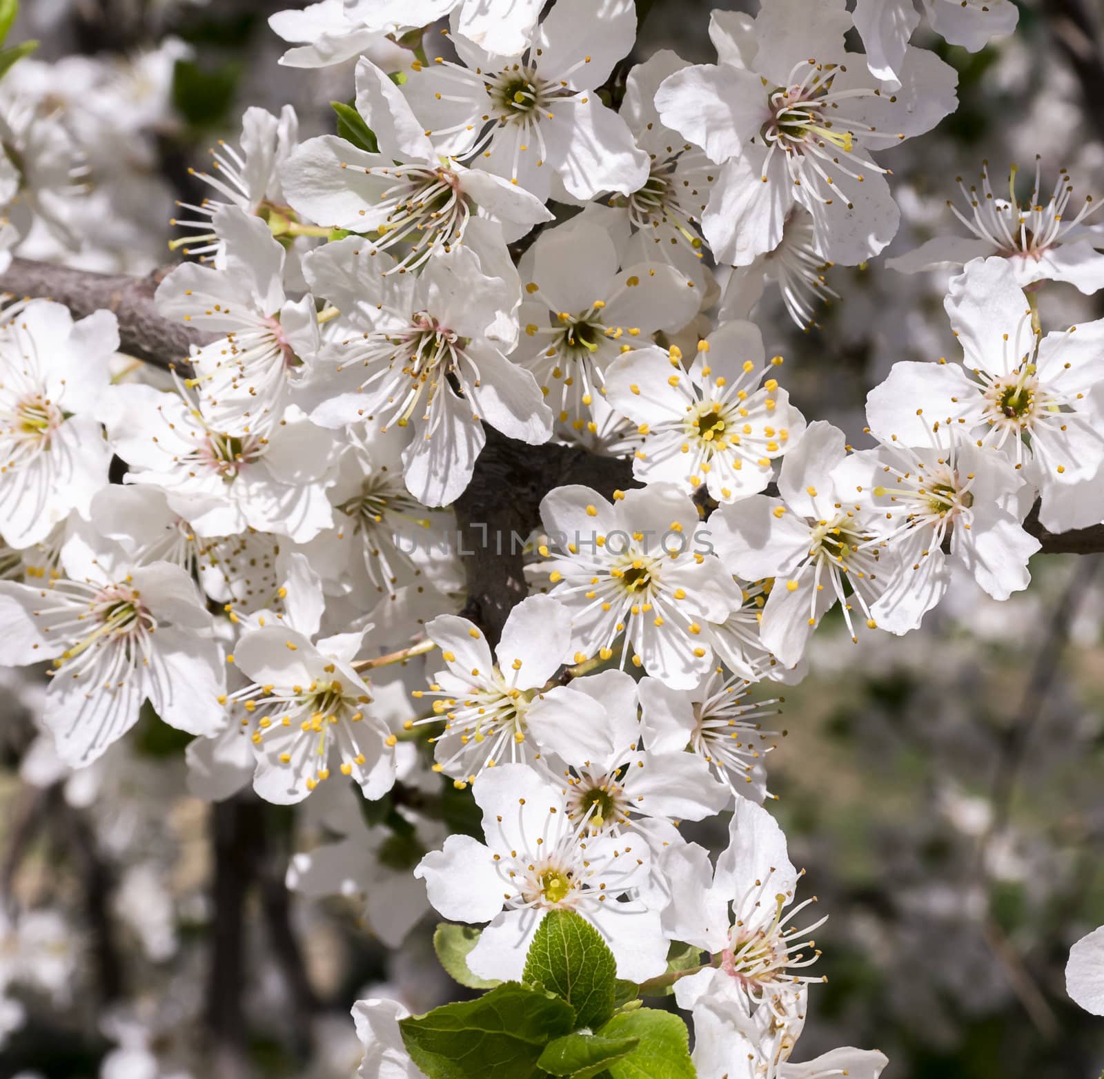 branch of a blossoming tree