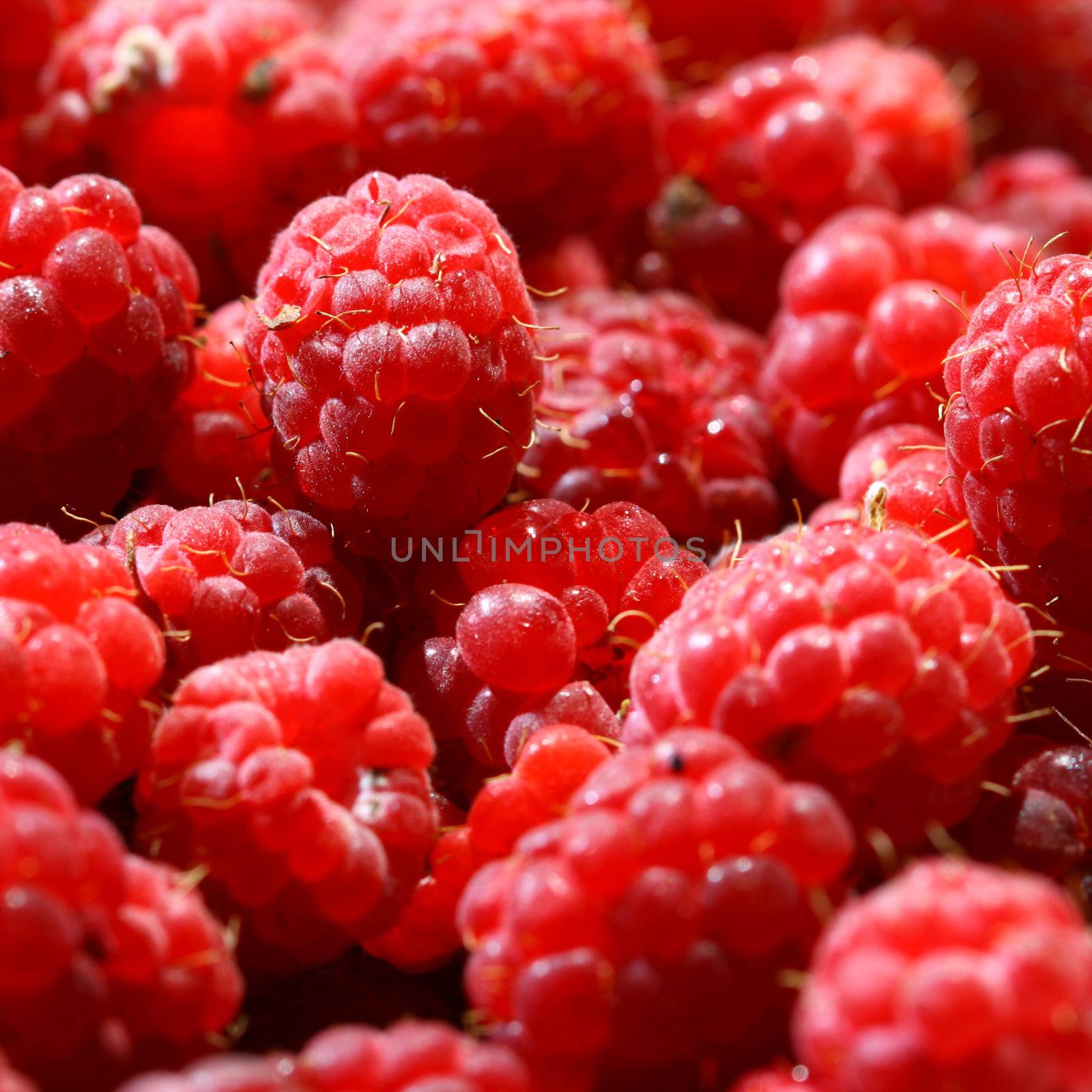 raspberry