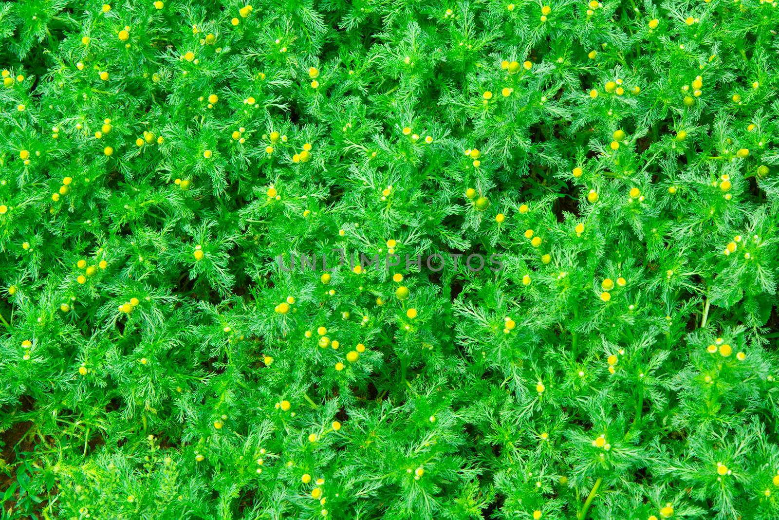 Yellow and green  medical camomiles background by rbv