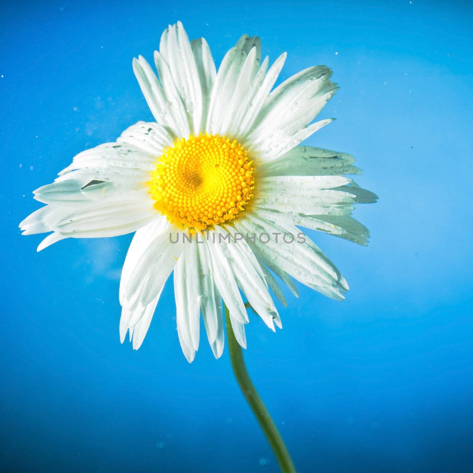 camomile on blue background  by shebeko
