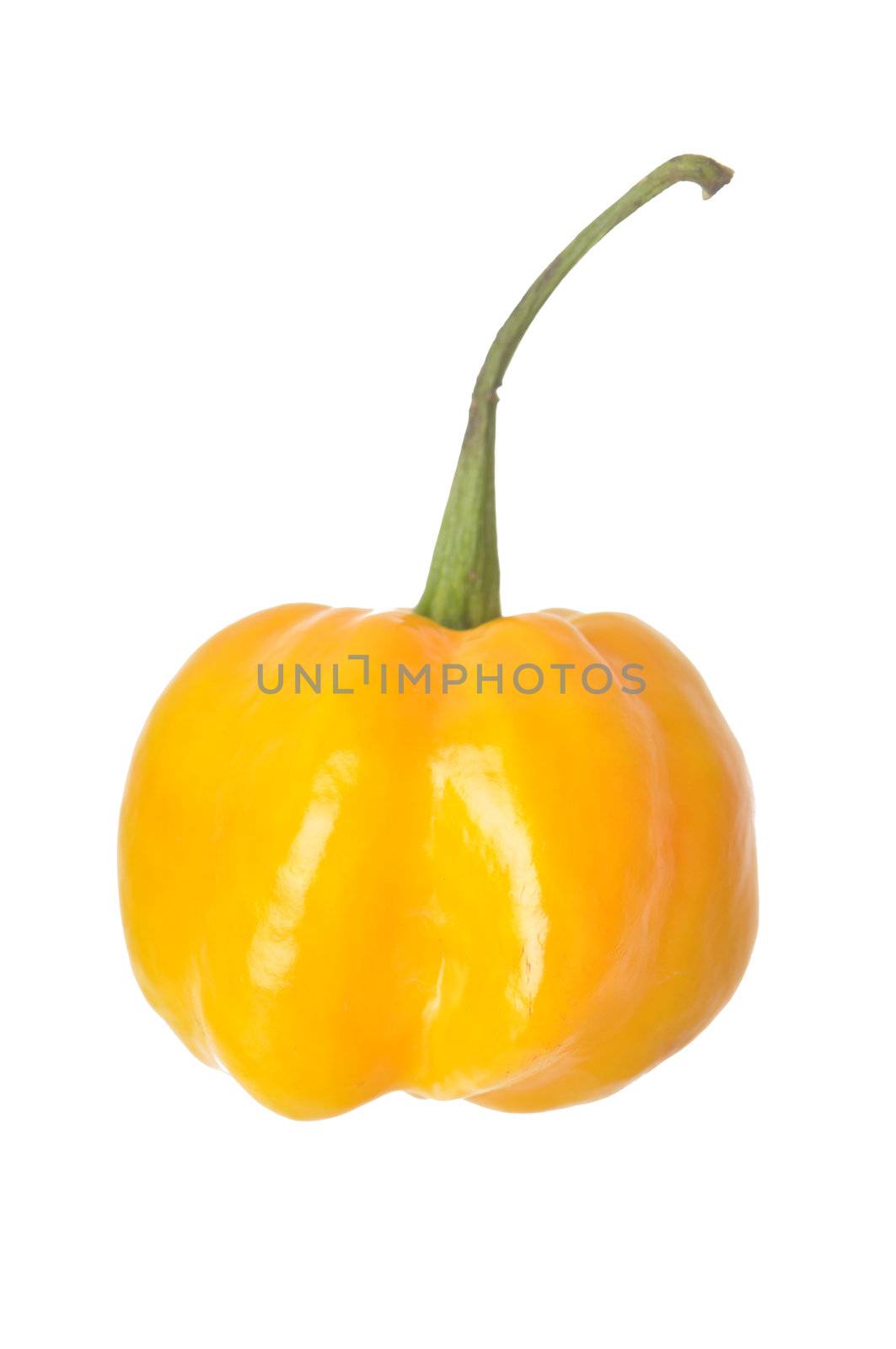 Single Scoth Bonnet Pepper isolated against a white background