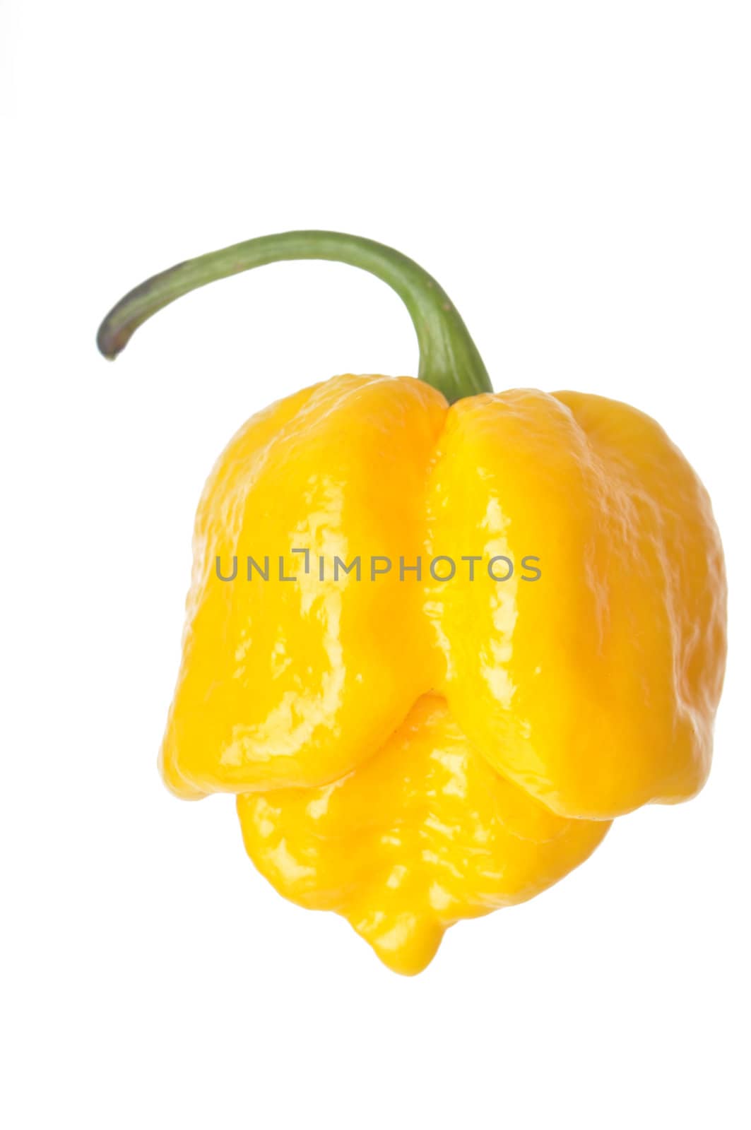 Single Yellow 7 Pot Pepper isolated against a white background