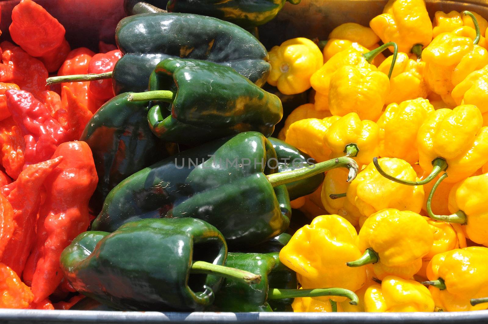 Arrangement of hot chili peppers at a farm in Asheville, North Carolina