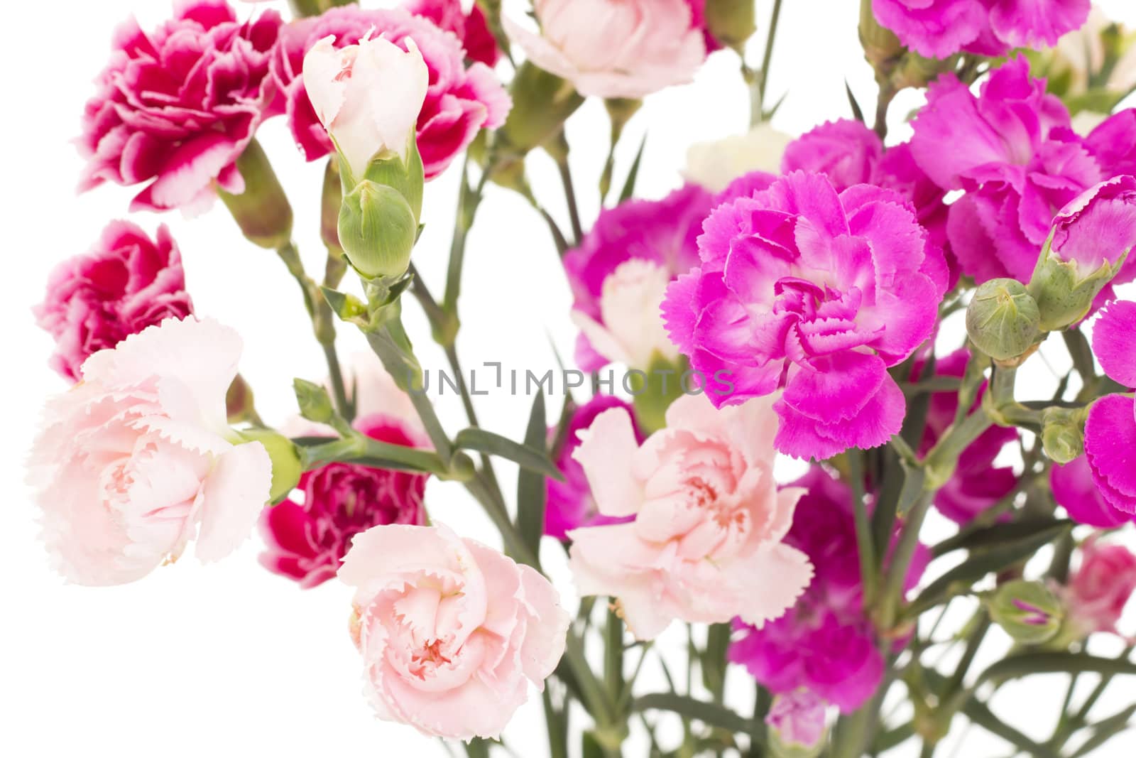 Beautiful bunch of dianthus caryphyllus