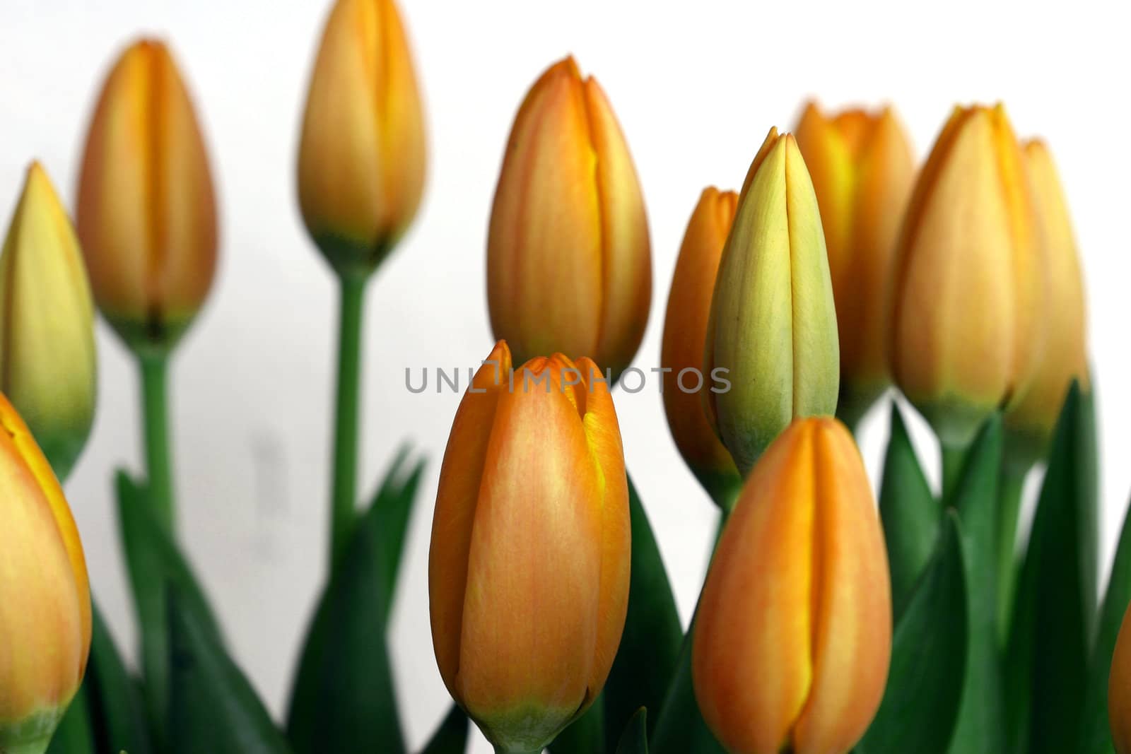 red tulips closeup