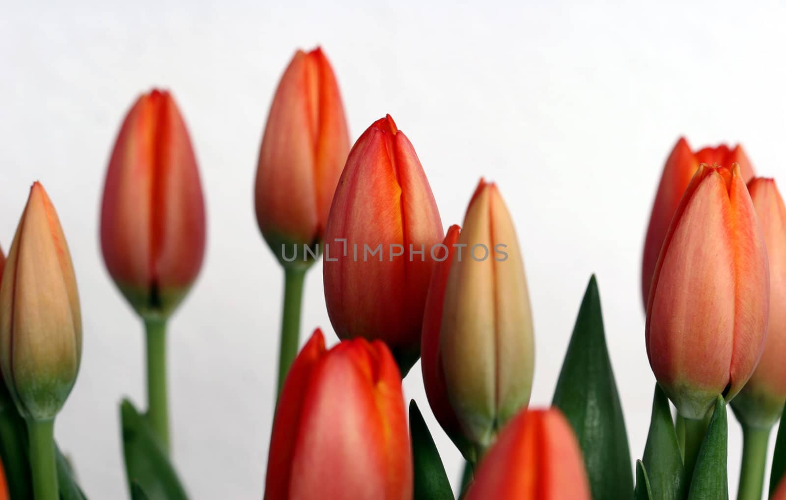 red tulips closeup