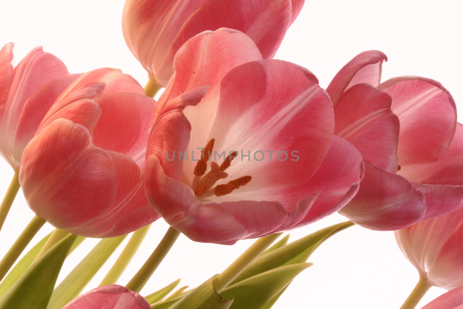 pink tulips 
