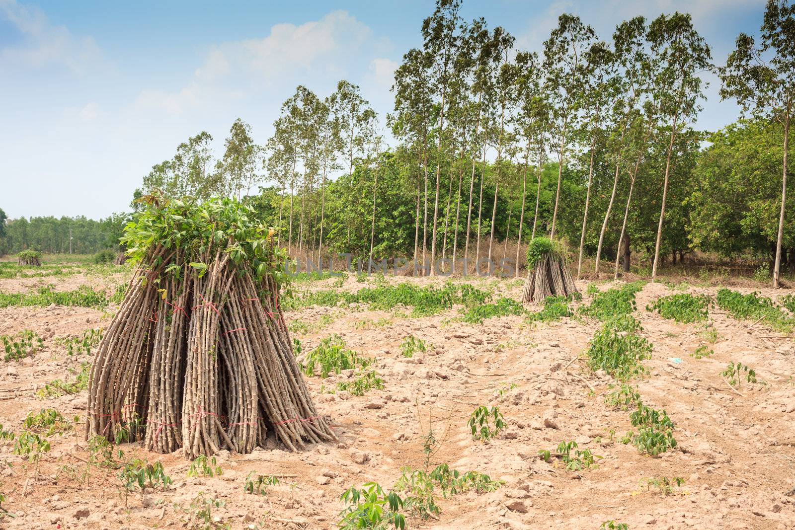 Tapioca Plants, Cassava