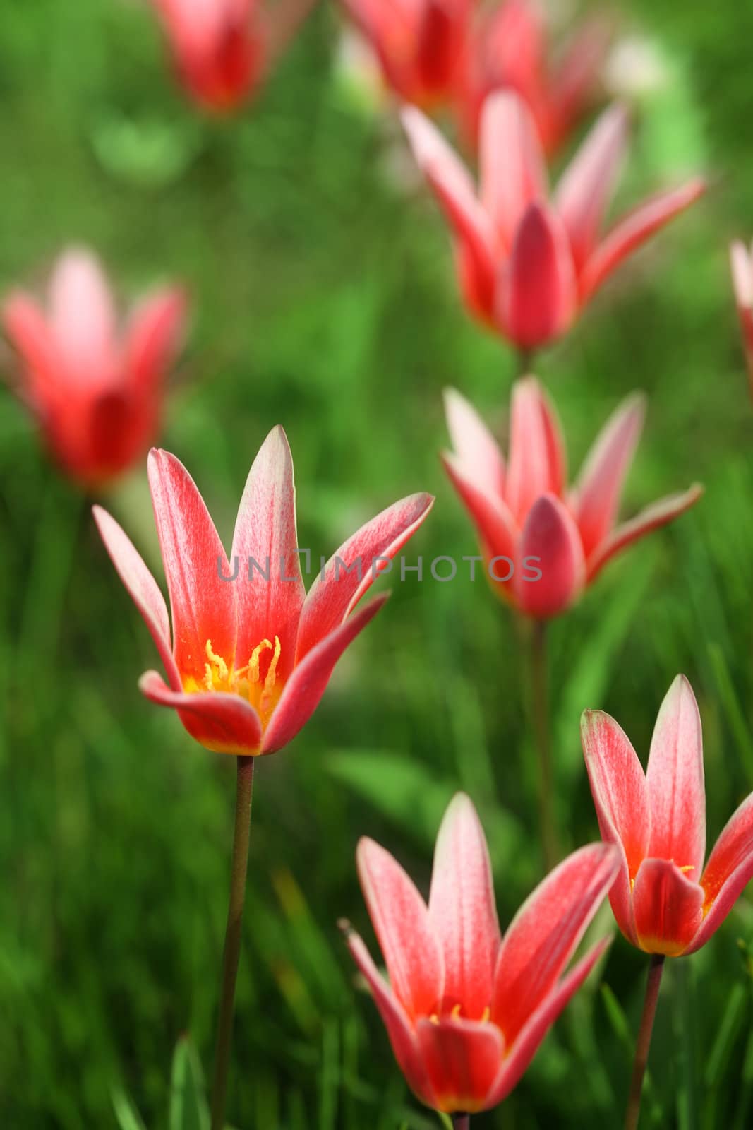 closeup picture of  flowers in a garden in spring in denmark

