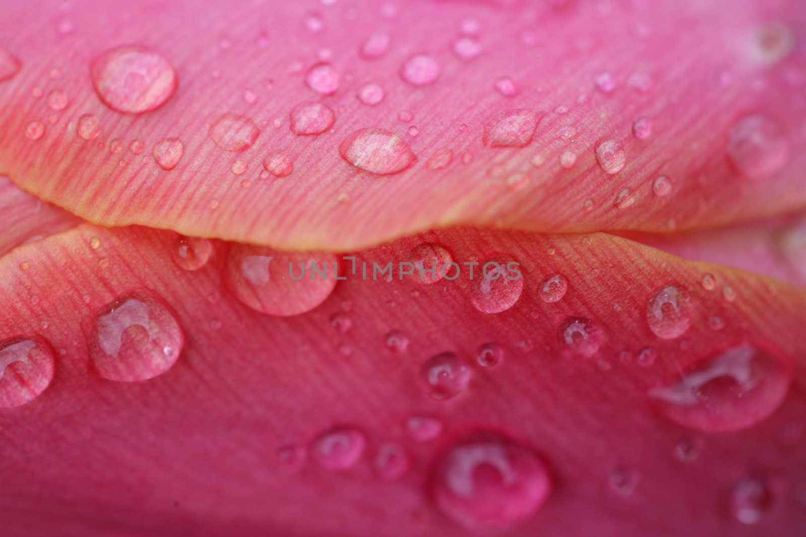 closeup picture of  flowers in a garden in spring in denmark
