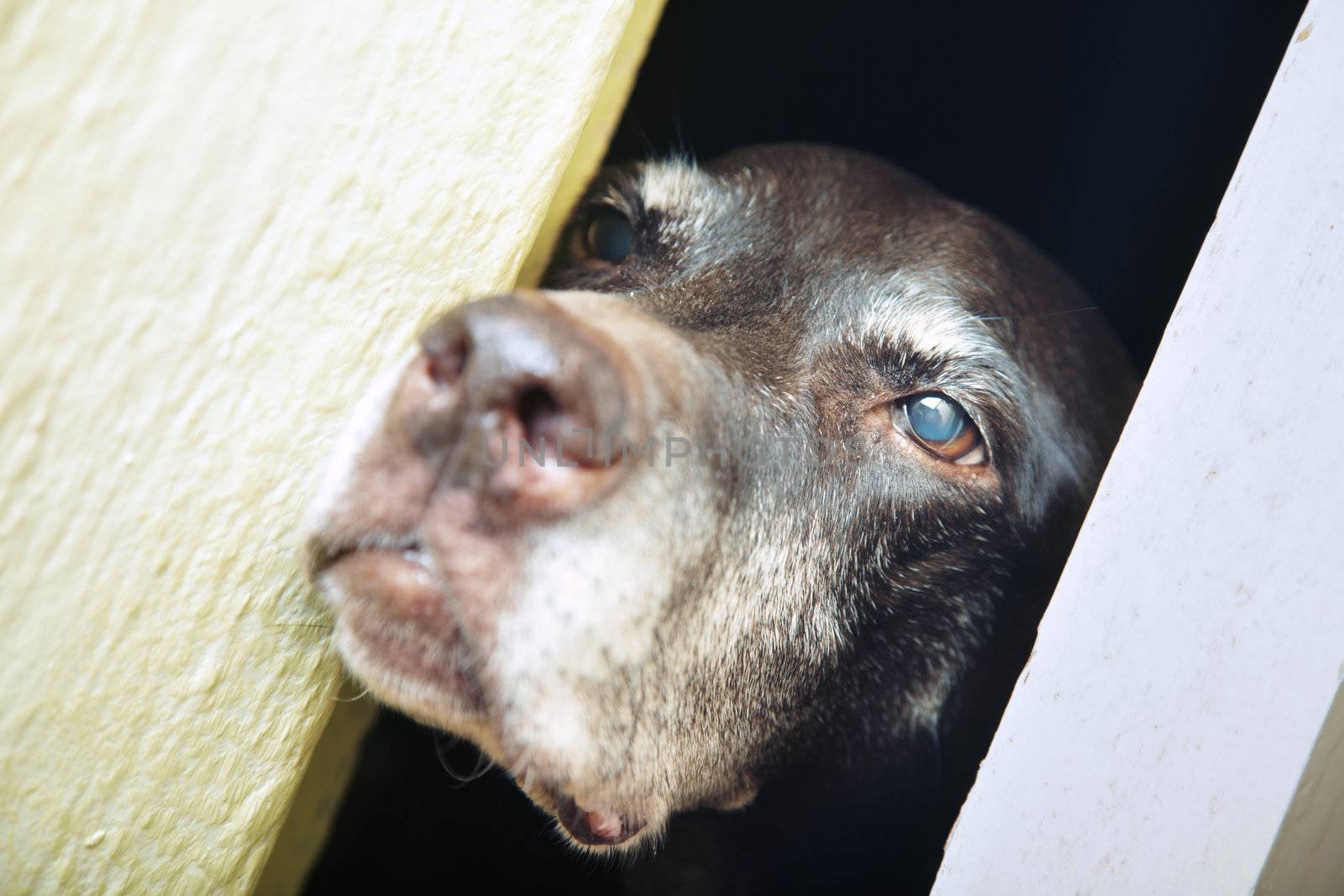 Face of the sad dog in chink. Horizontal close-up photo