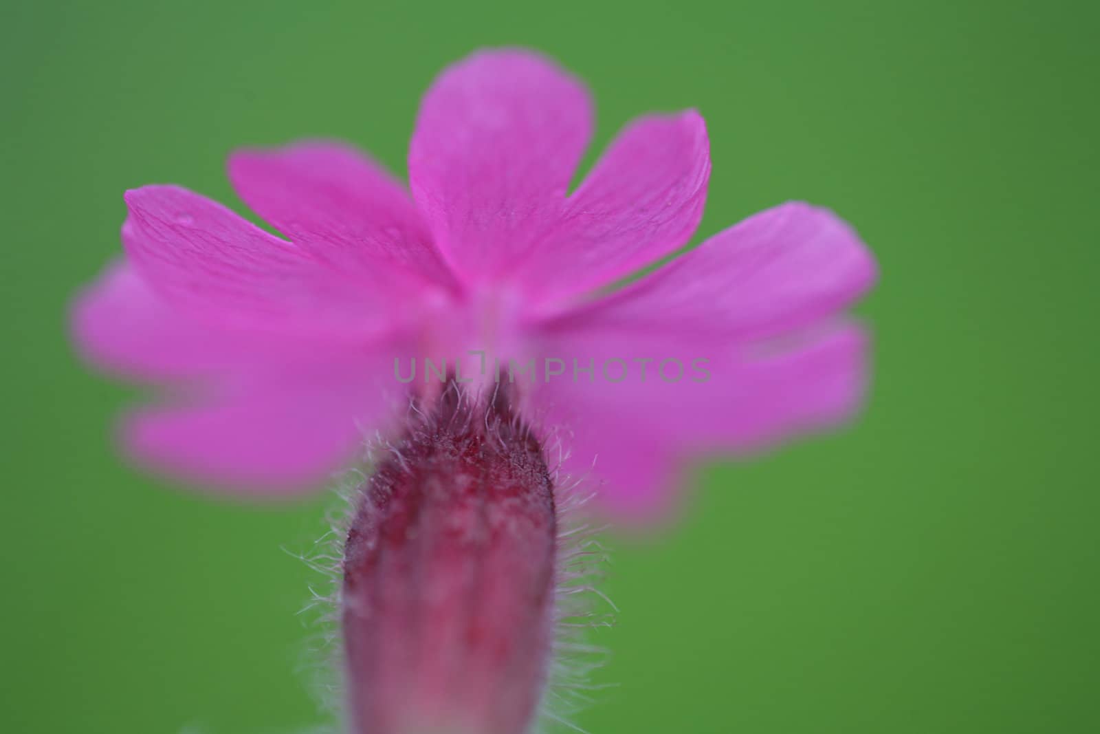 closeup picture of  flowers in a garden in spring in denmark
