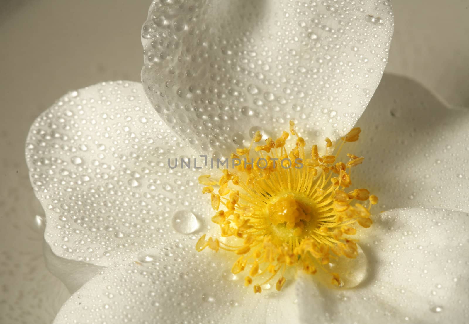 closeup picture of a wet yellow flower
