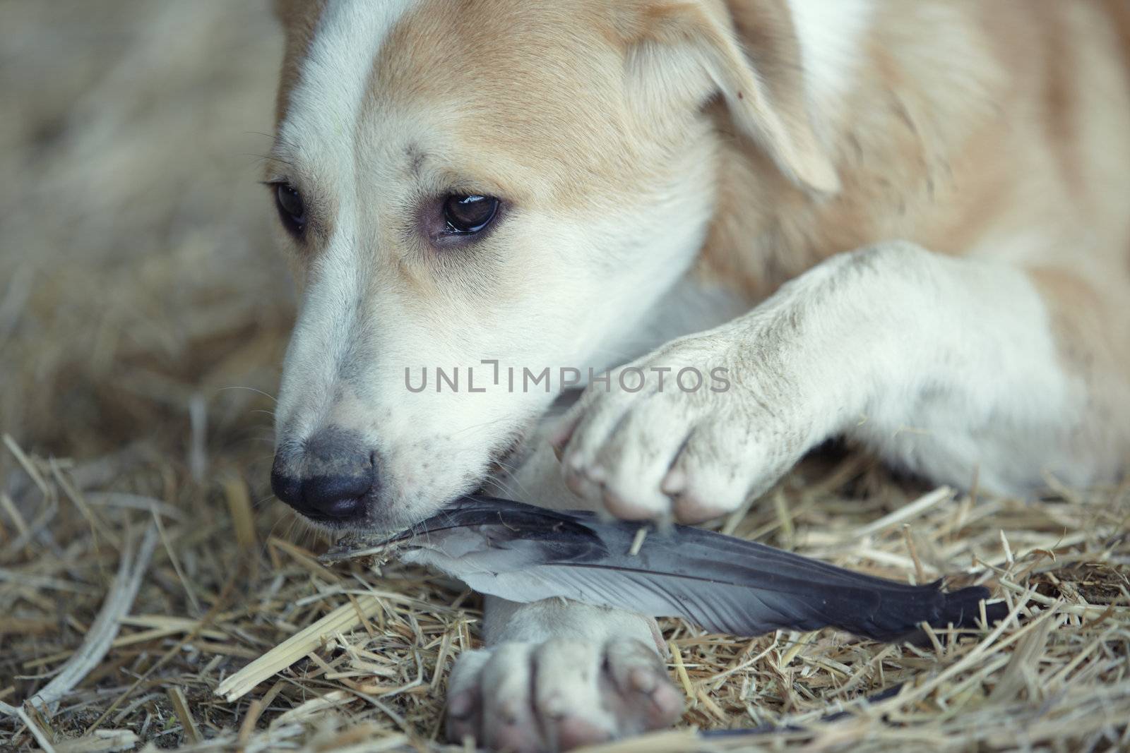 Young dog plays and eats feathers of bird