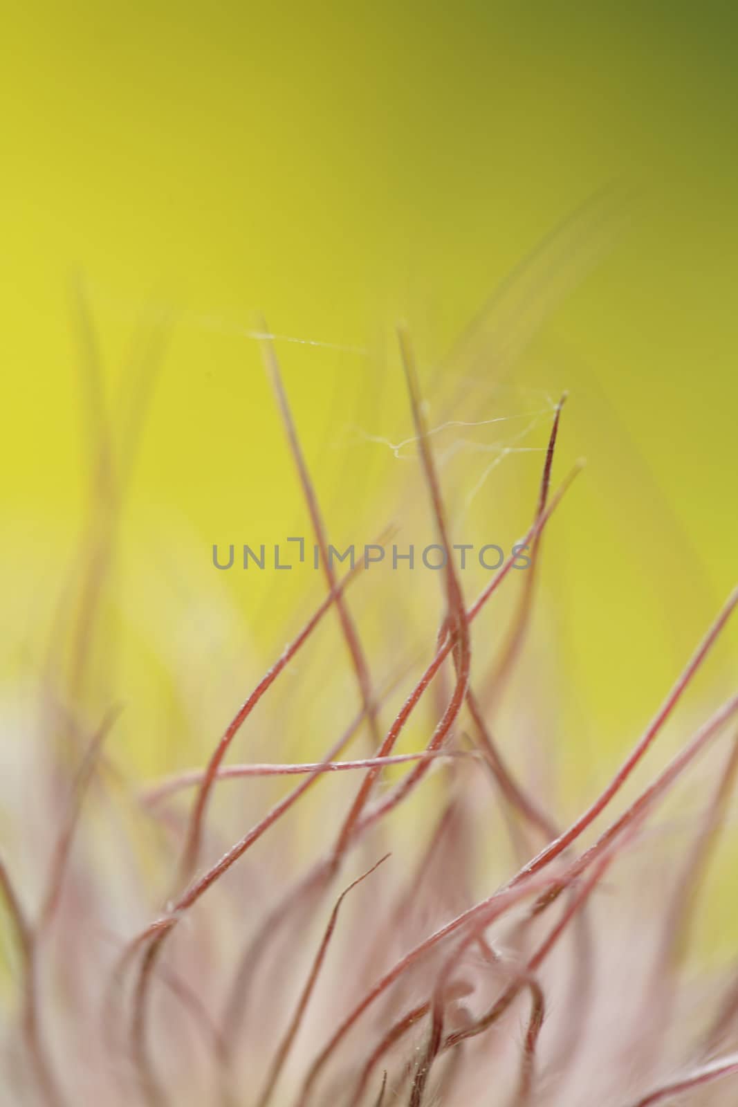 closeup picture of  flowers in a garden in spring in denmark
