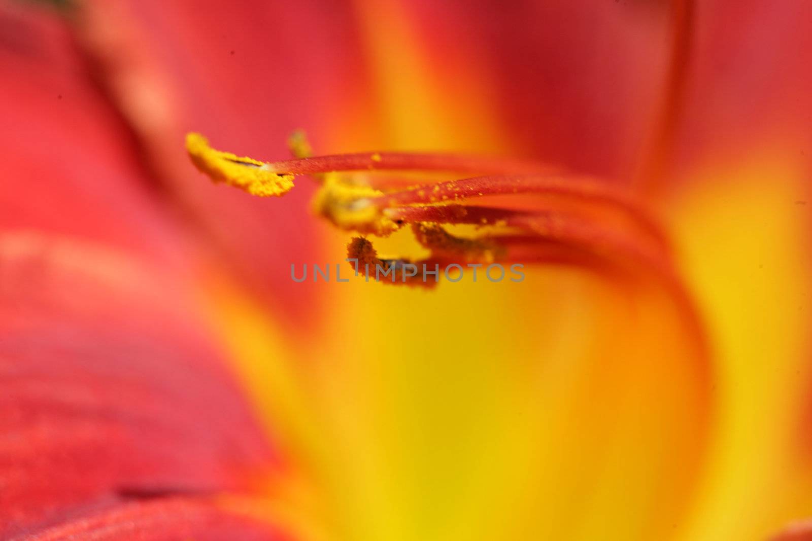 closeup picture of  flowers in a french garden