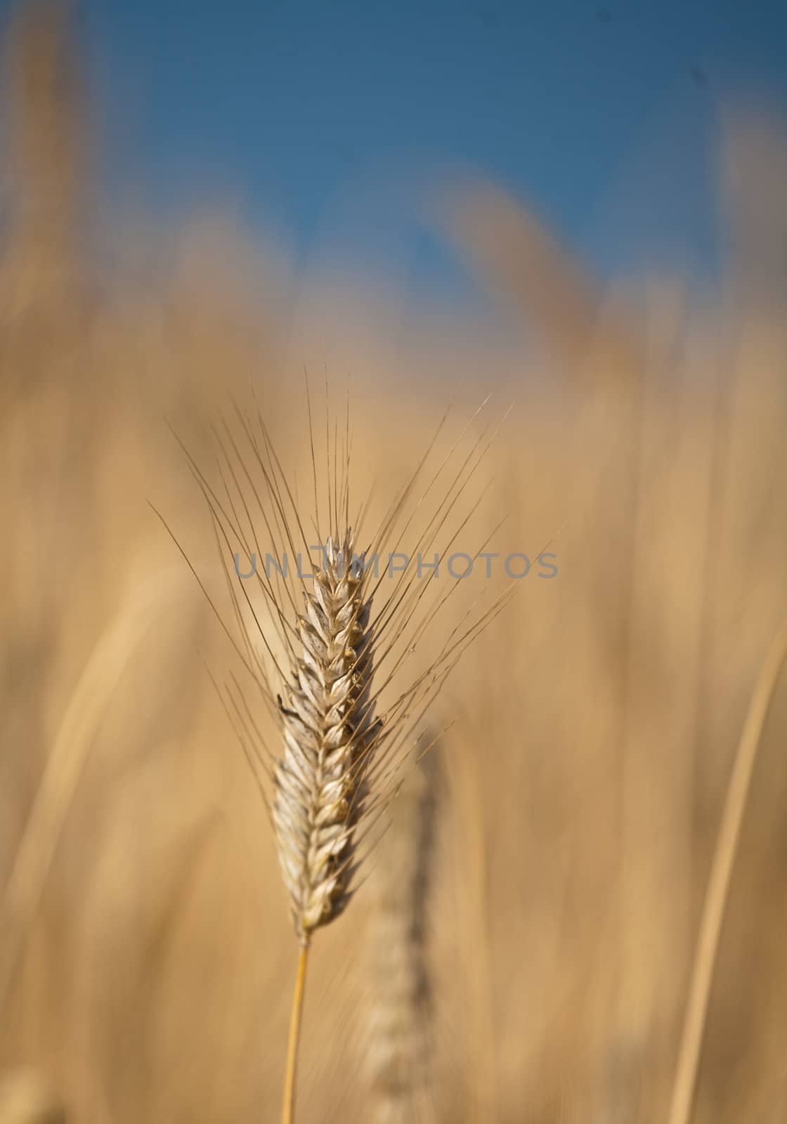 Fiel of wheat in the summer in denmark