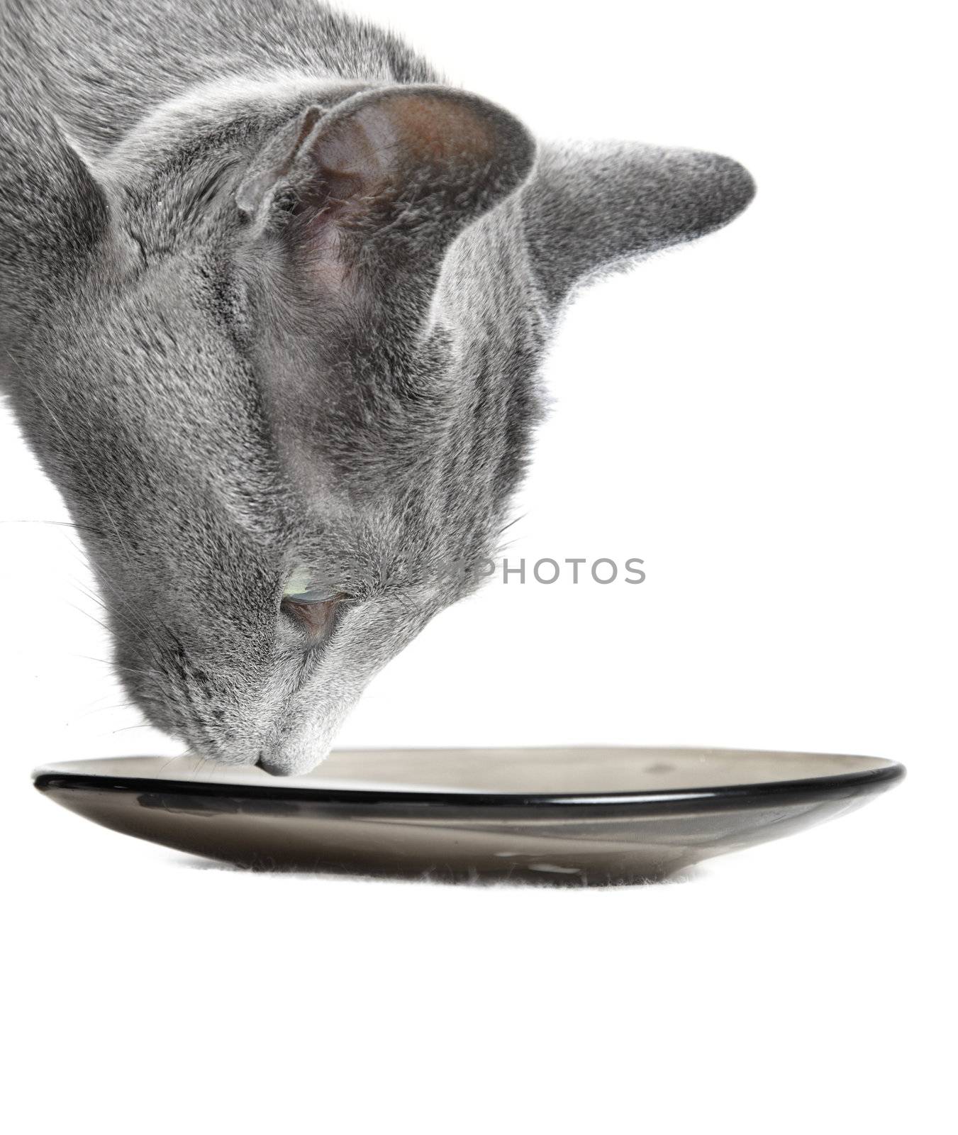 Close-up headshot of the cat drinking milk on a white background