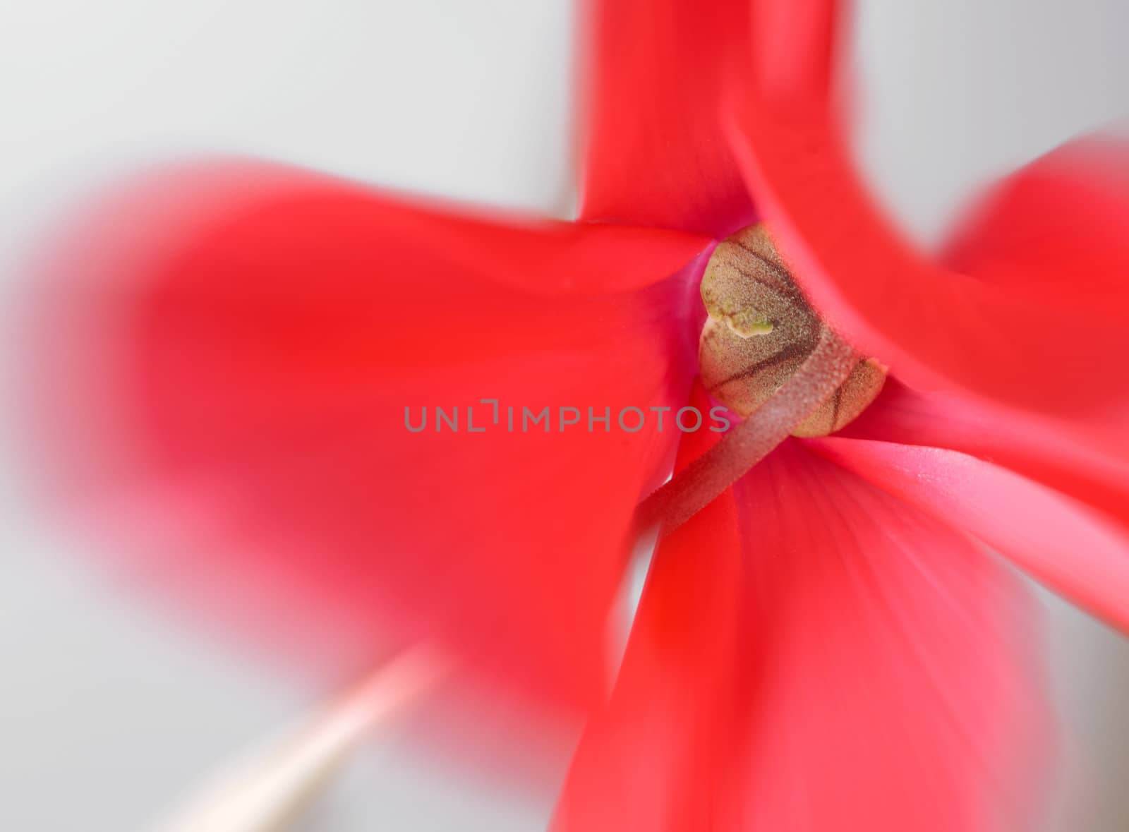 closeup picture of  flowers in a garden in spring in denmark
