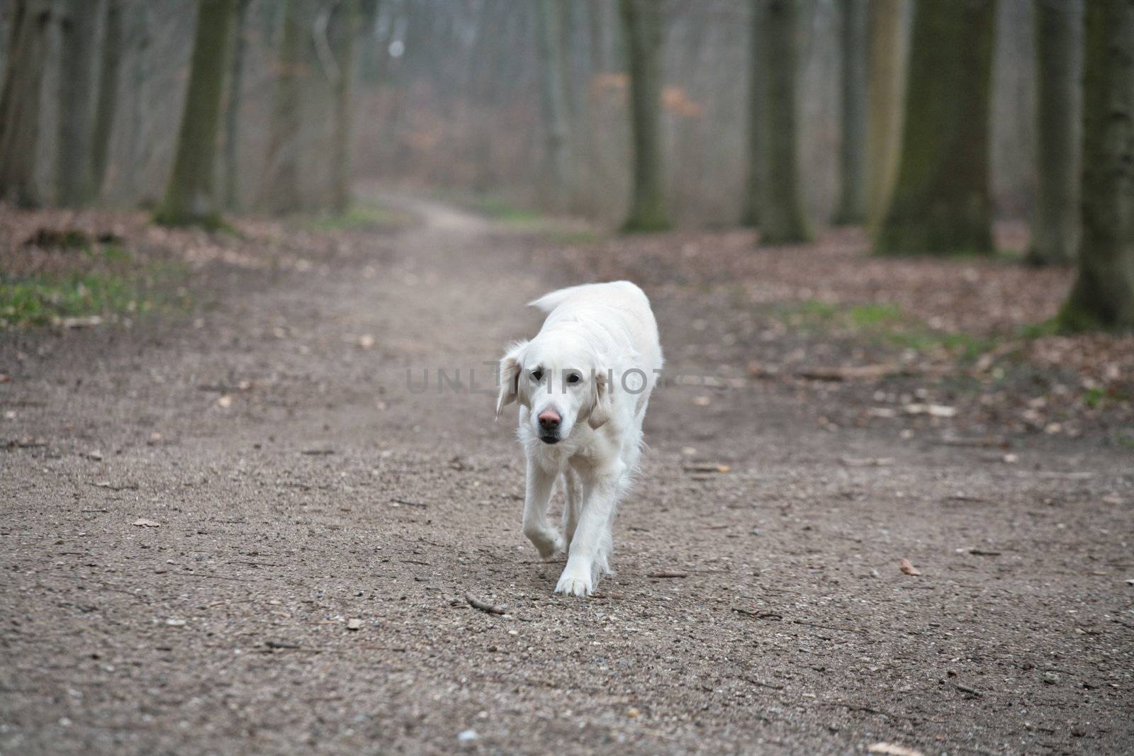 Dog outdoor