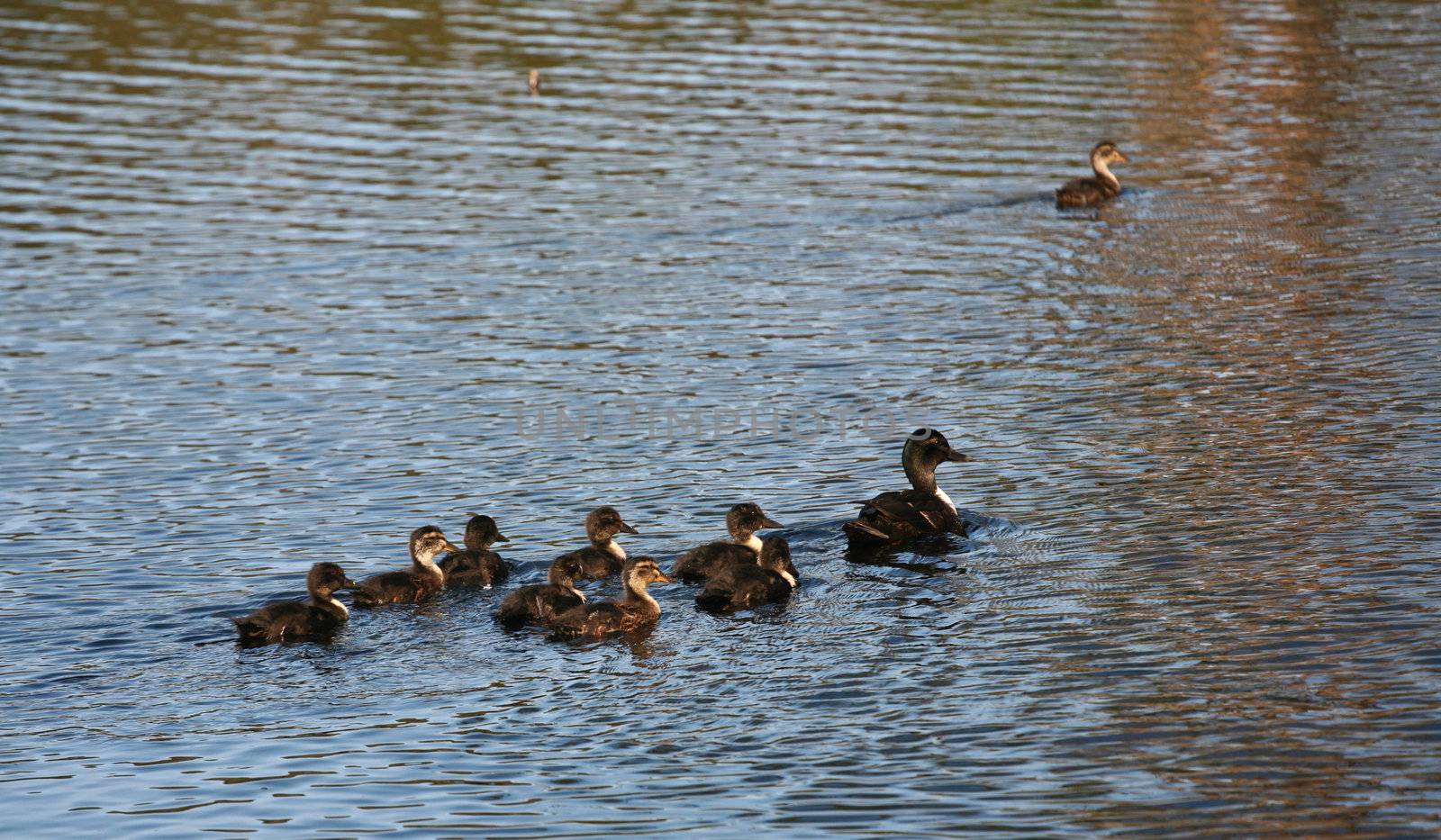 Duck family on a lake in denmark in summer