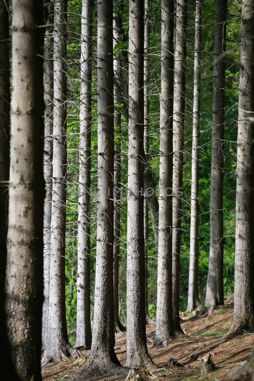 Landscape forest in denmark in the summer