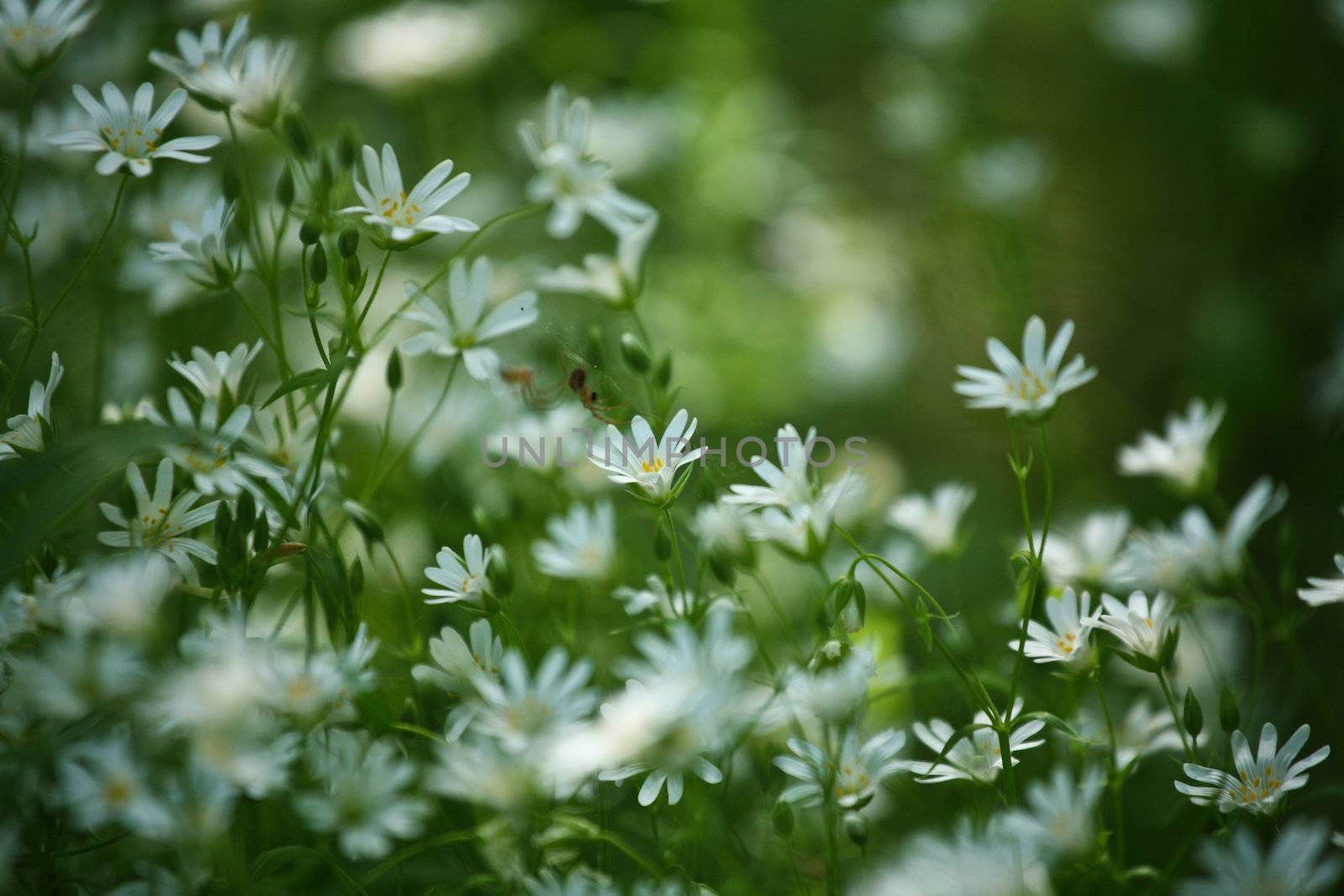 Flowers in a forest in denmark in the summer