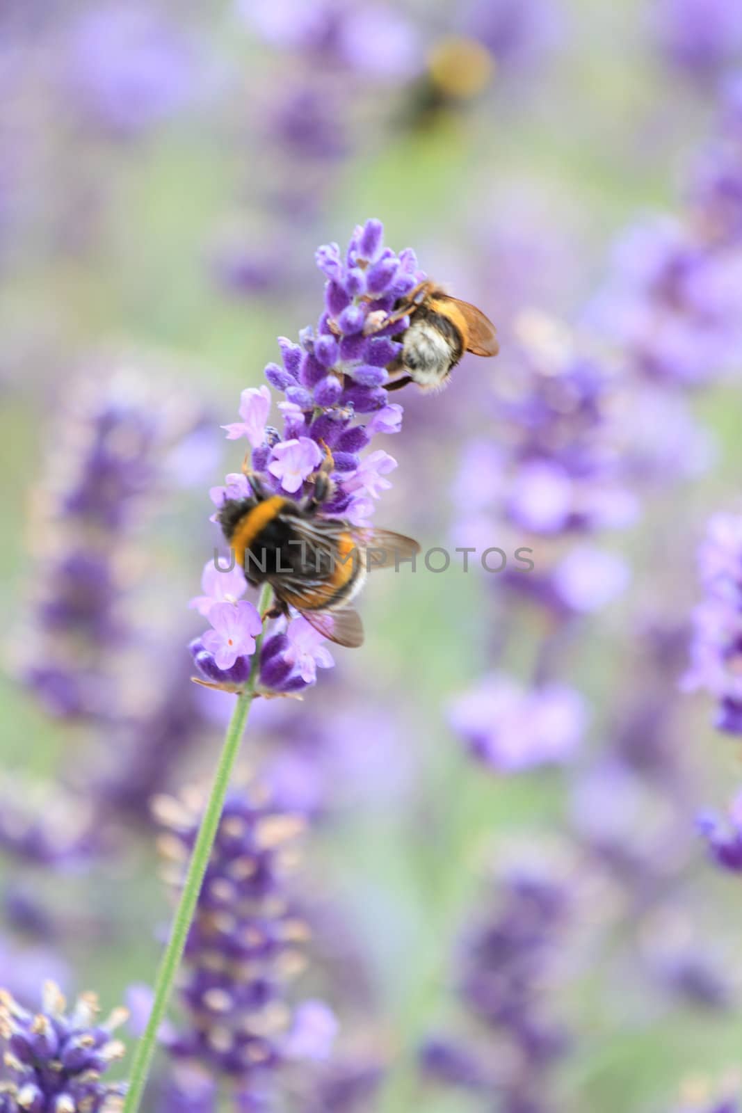 lavender flowers 