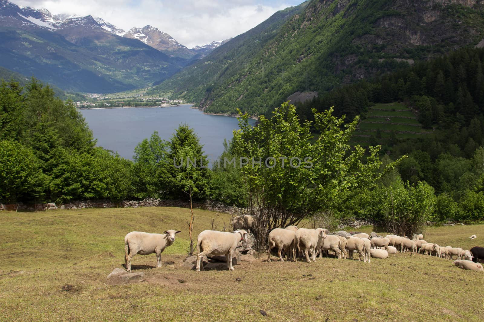 agriculture in Switzerland. flock of sheep in mountain pastures