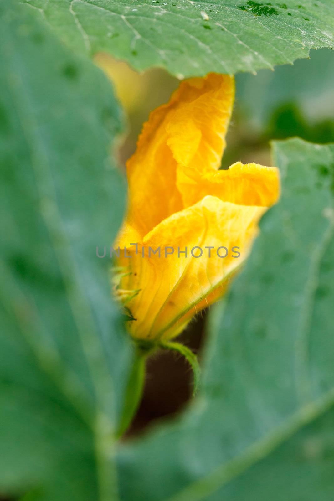 Zucchini with flowers in vegetable garden