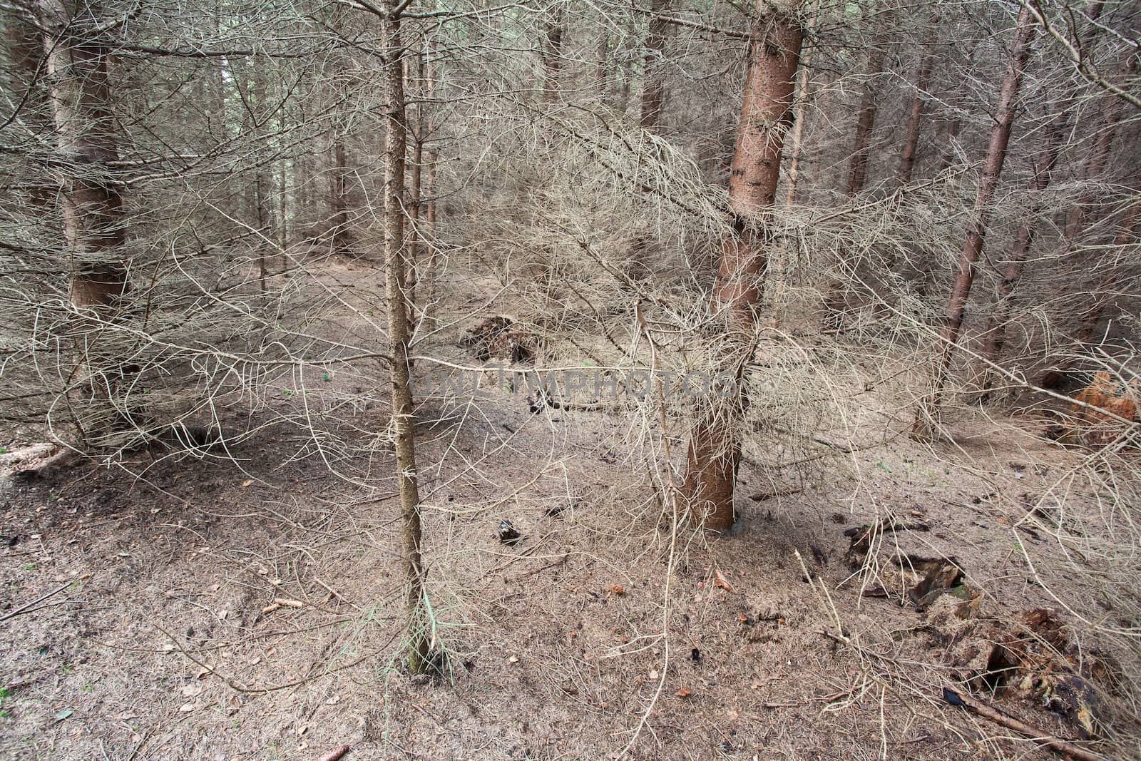 Sceneries from a danish forest in autumn