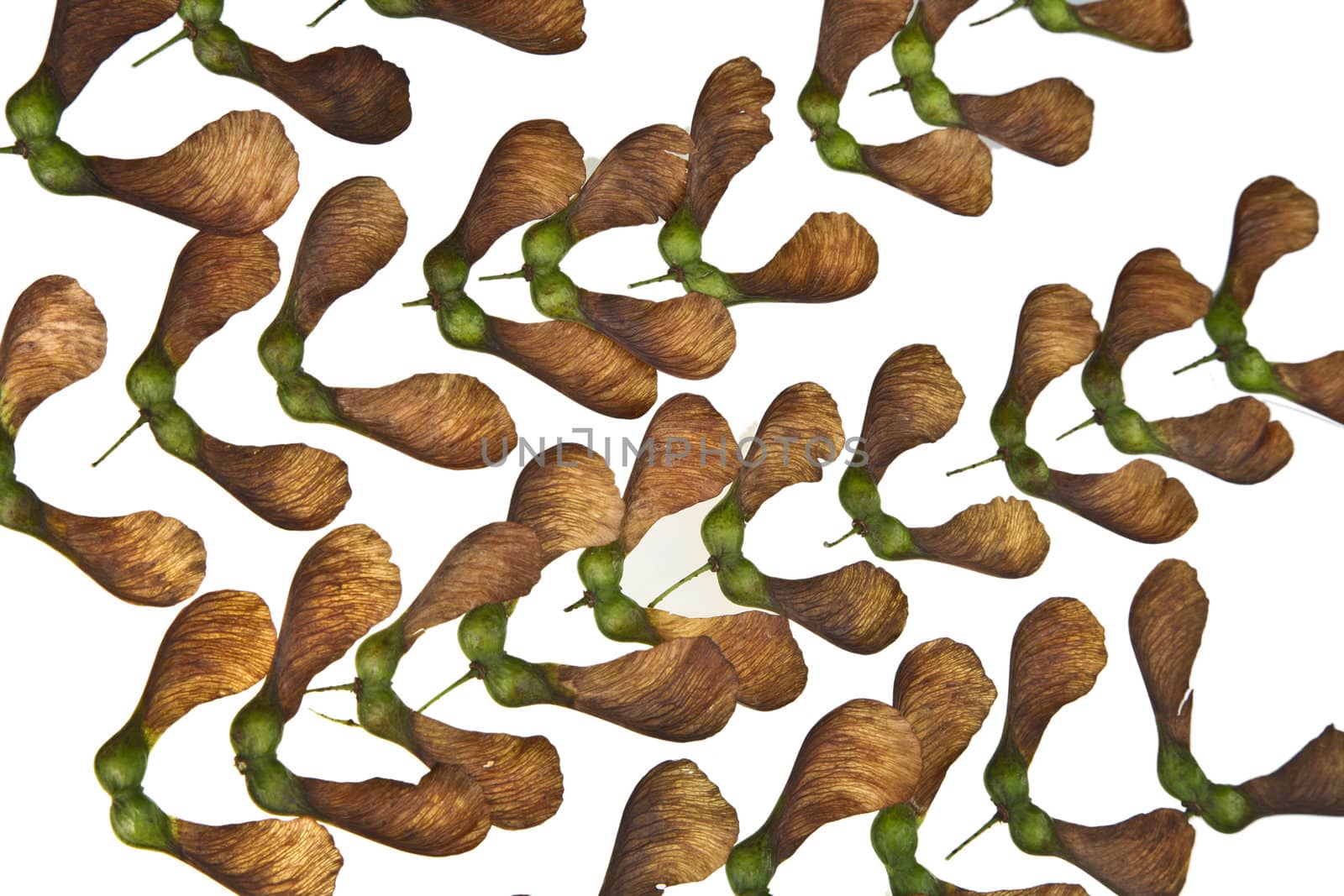 Maple tree fruit detail composition