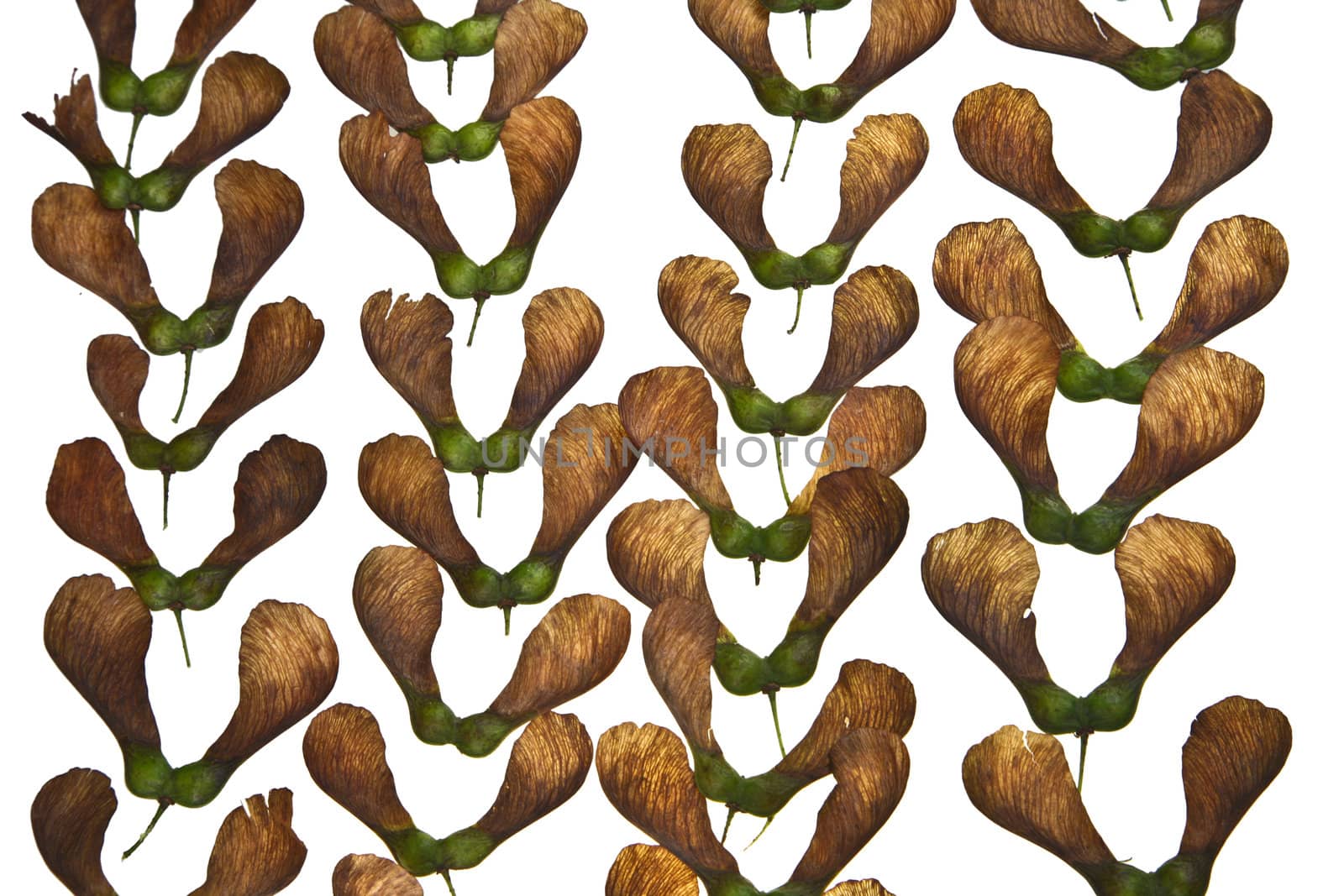 Maple tree fruit detail composition