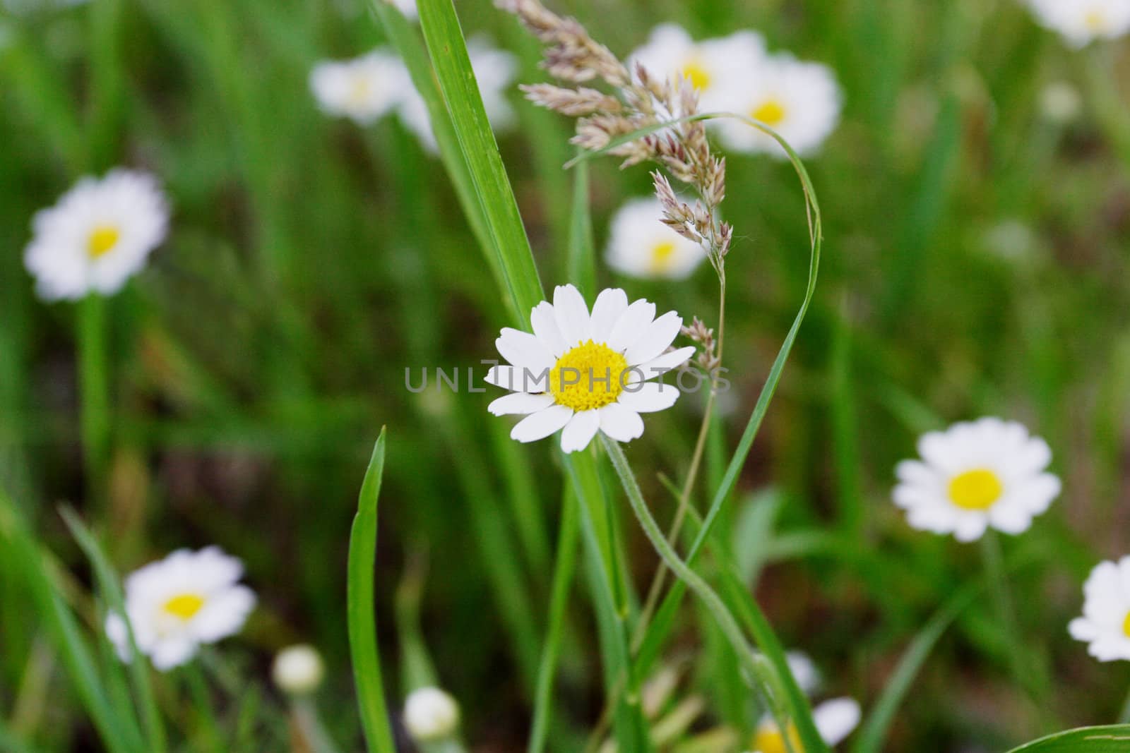 chamomiles on the fiels