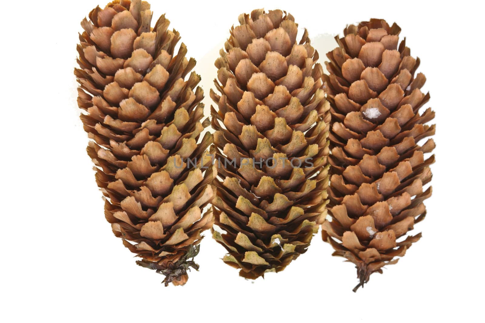 Pinecone detail in a forest in denmark
