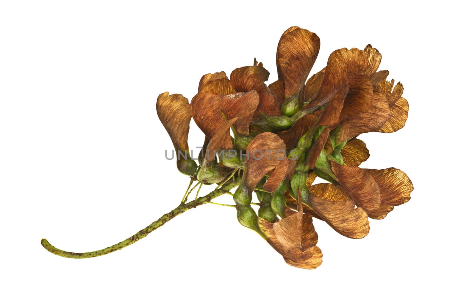 Maple tree fruit detail composition