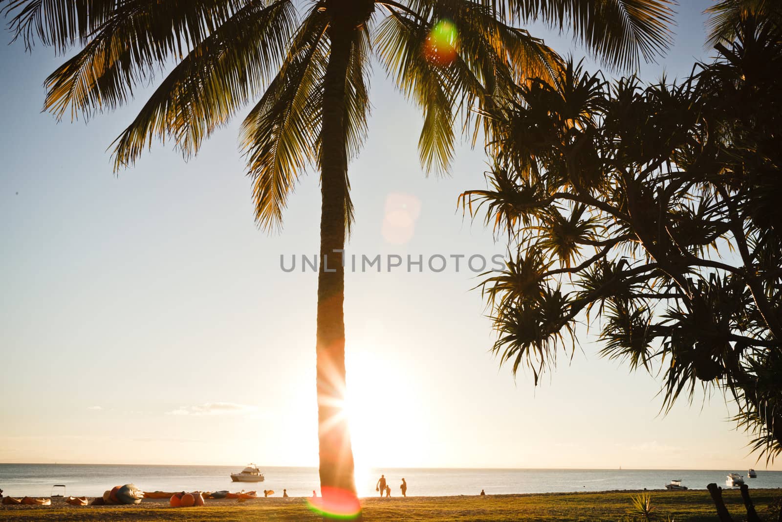Coconut palm tree isolated on a sunset background