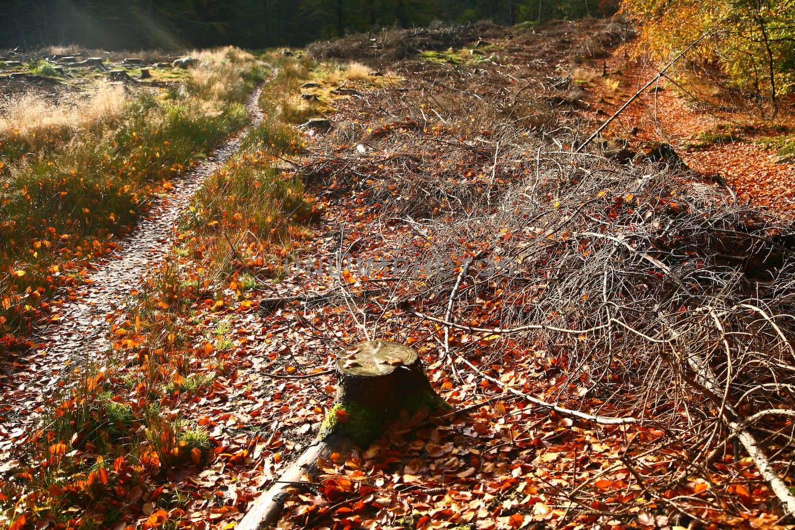 Forest in autumn in Denmark