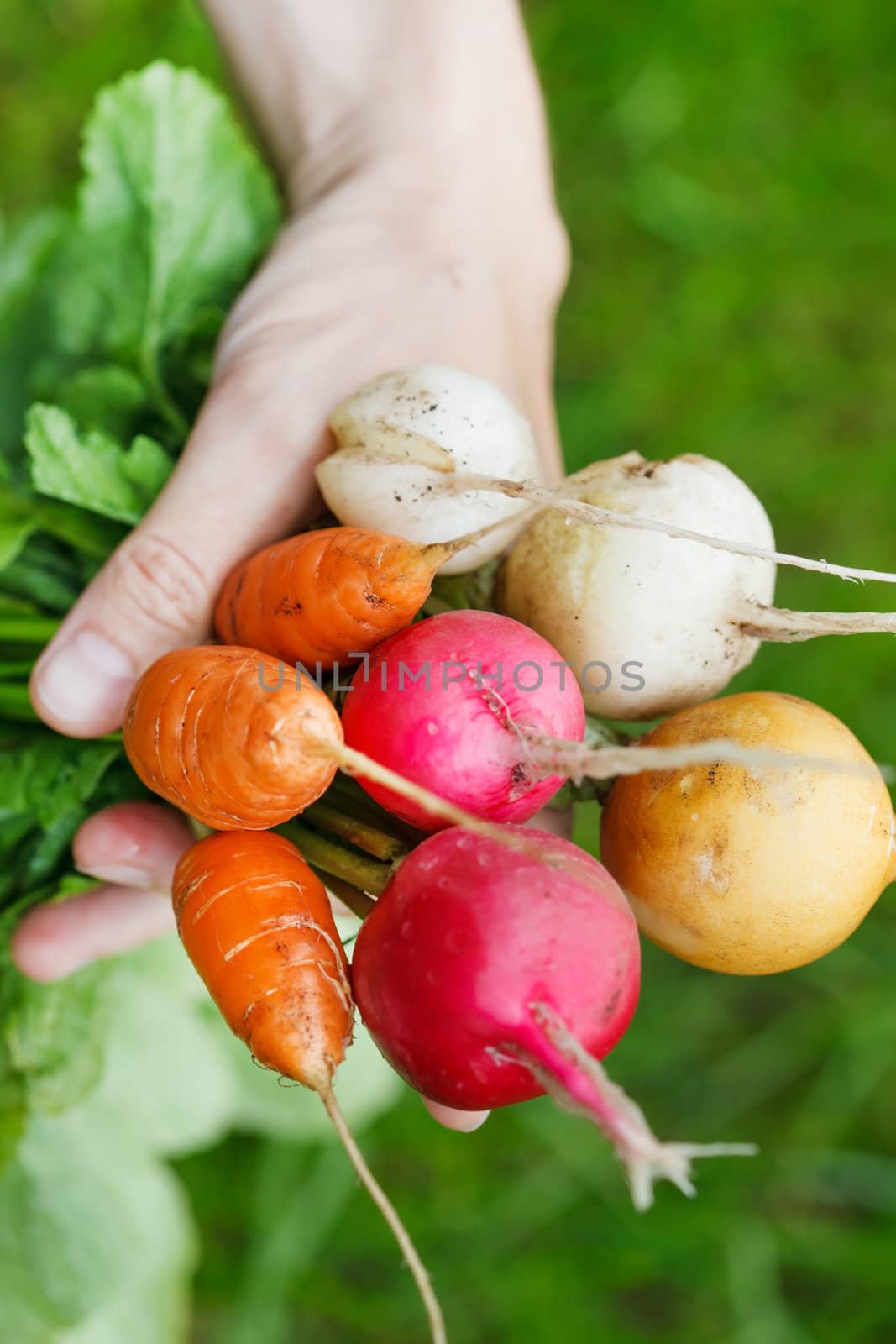 fresh vegetables  by shebeko