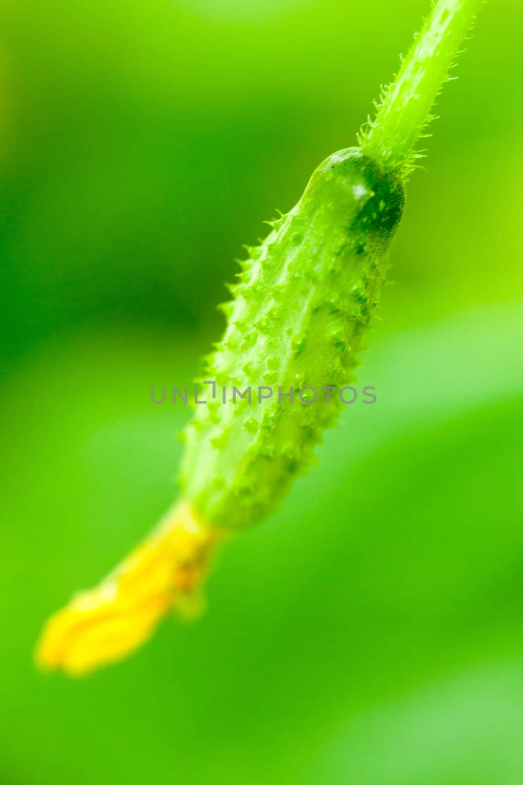 Green cucumbers with flowers