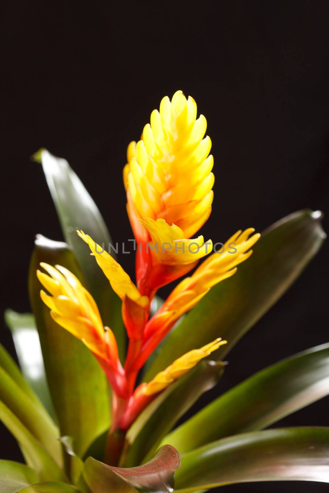 Window plant "vriesea splendens" 