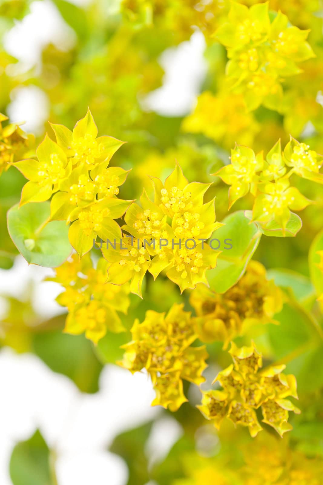 yellow flowers by shebeko