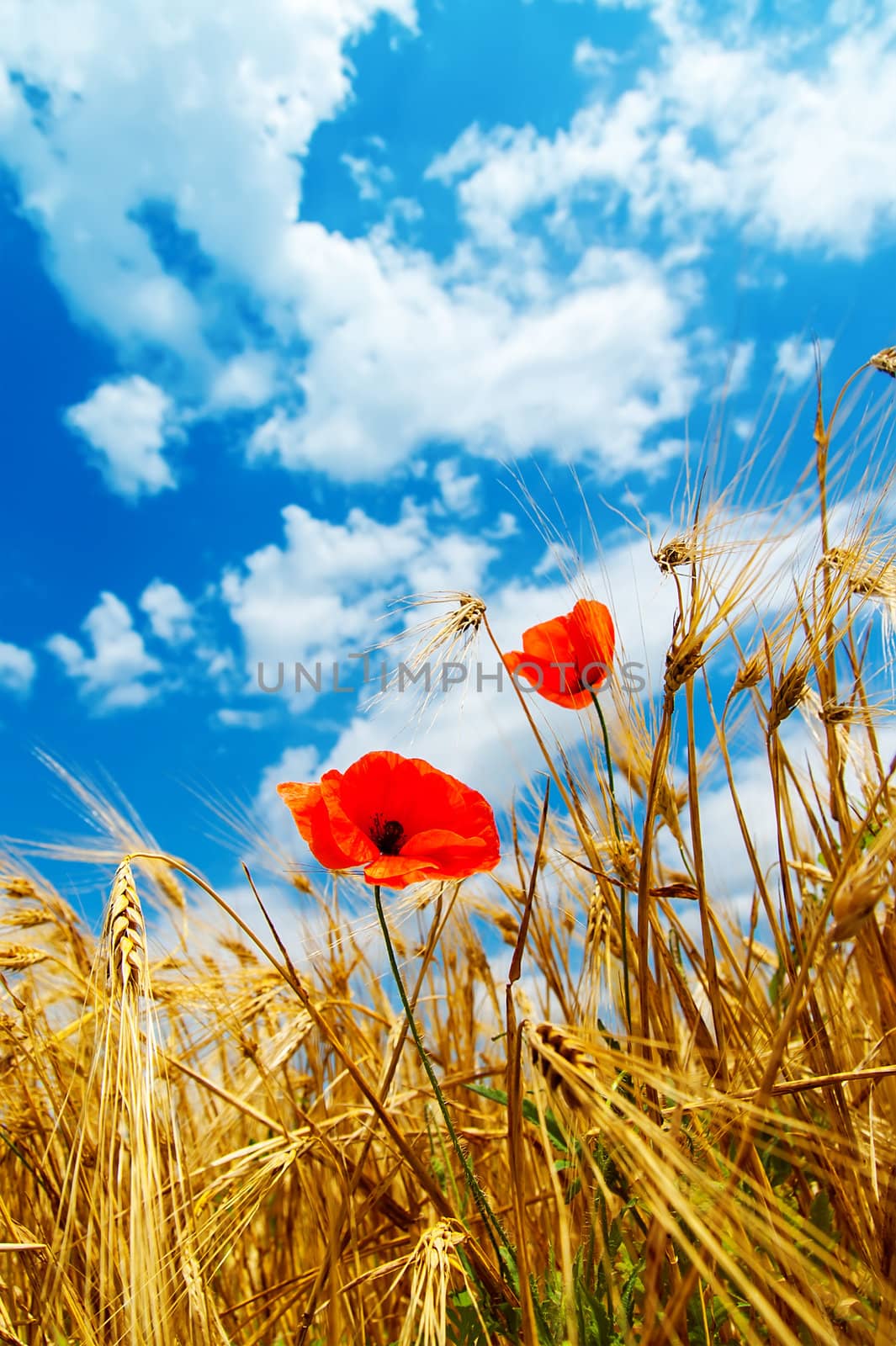 red poppy in golden field by mycola