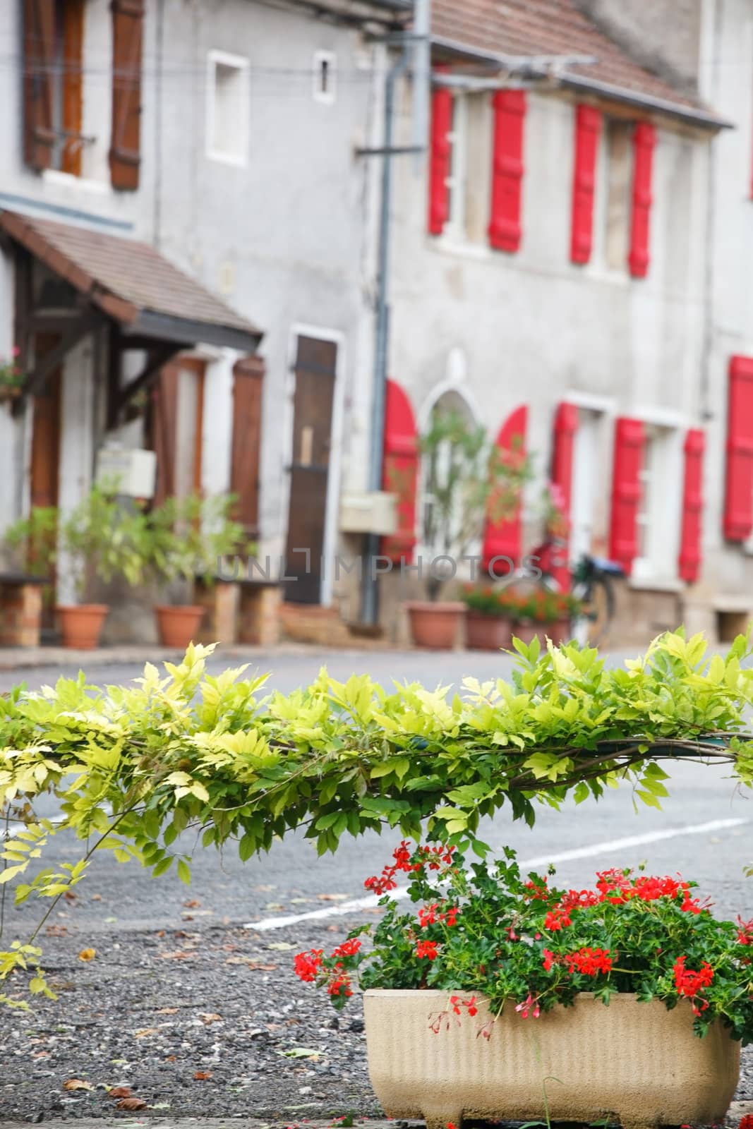 street with flowers