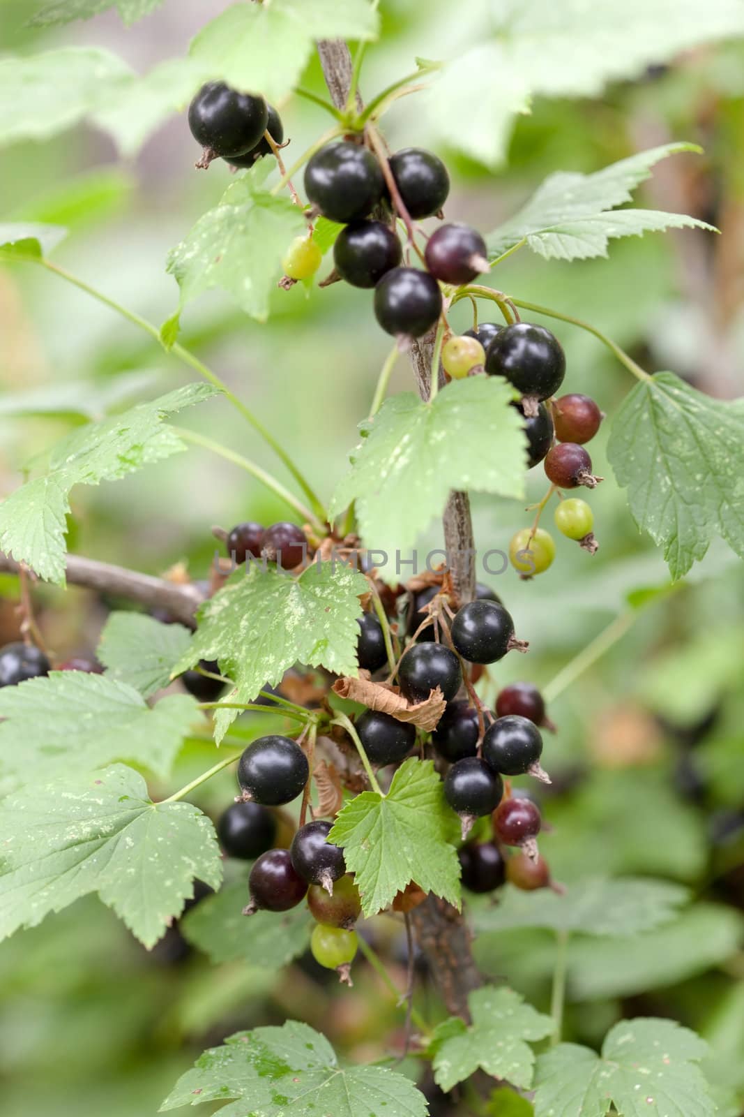 black currant branch by shebeko