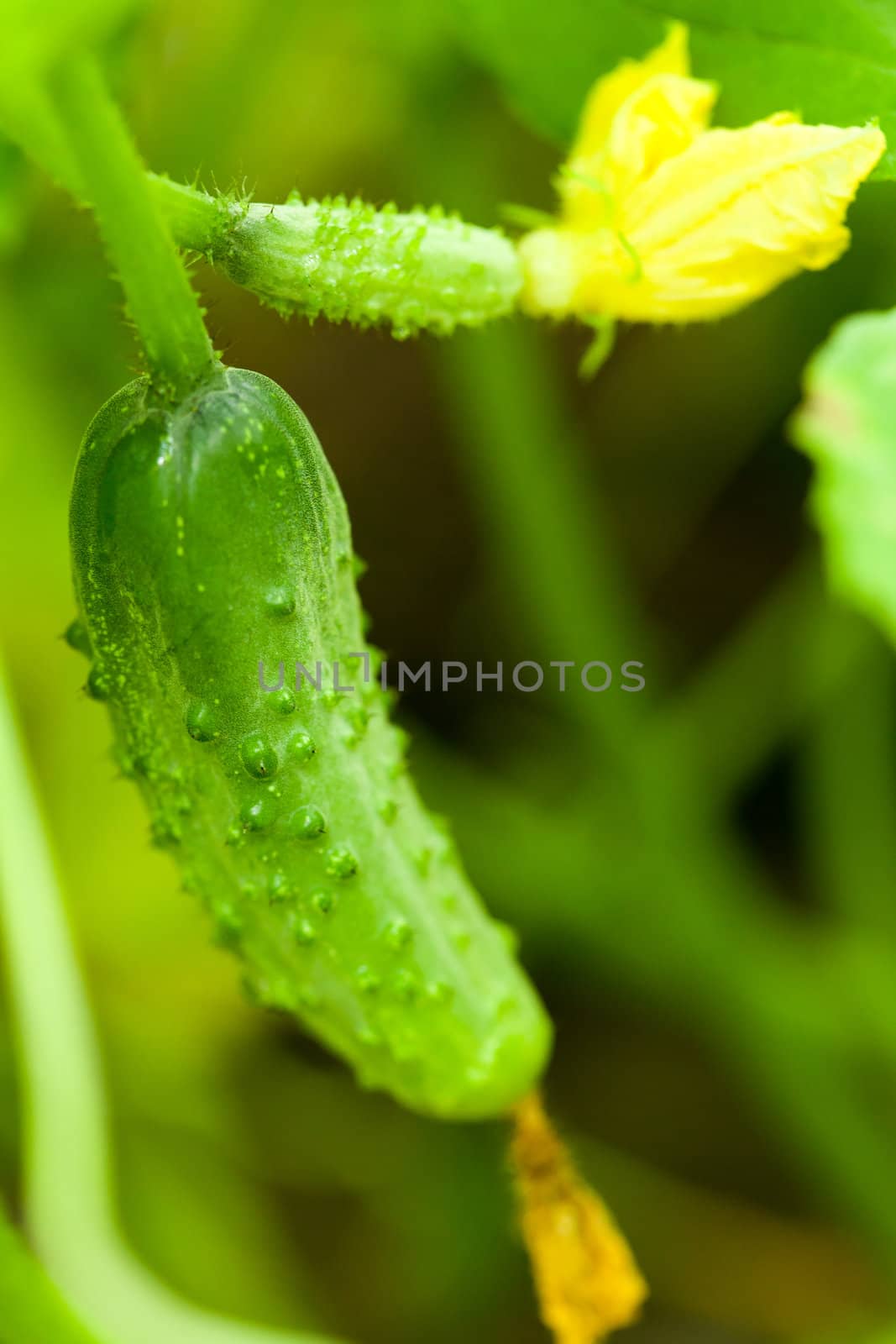Green cucumbers with flowers